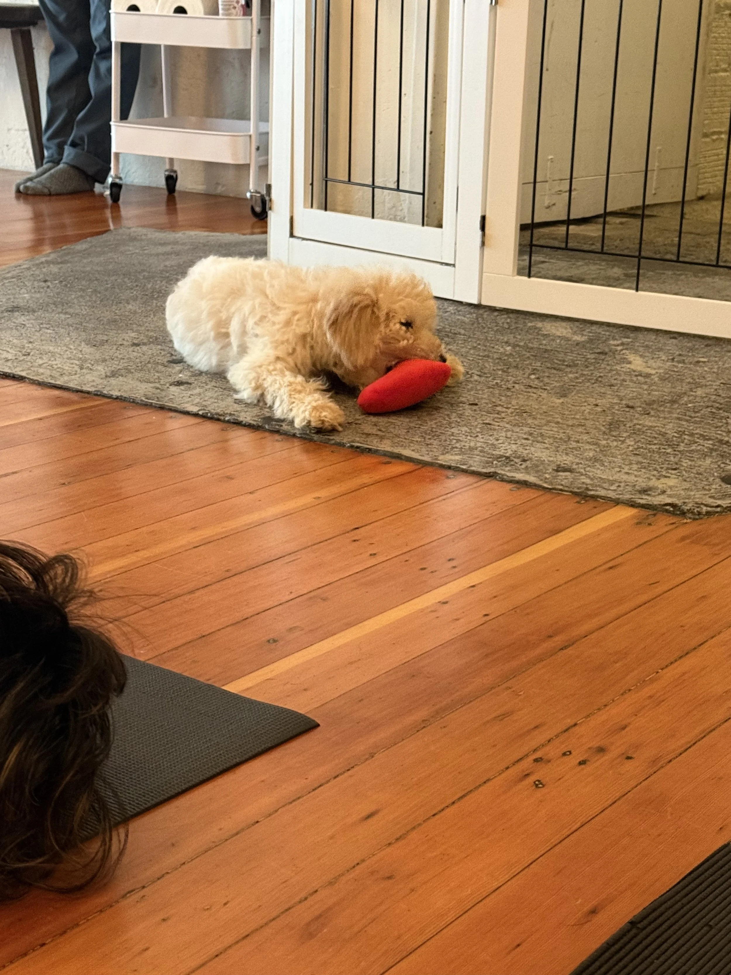Puppies playing during Puppy Yoga 2025 VIP client event in Portland, OR
