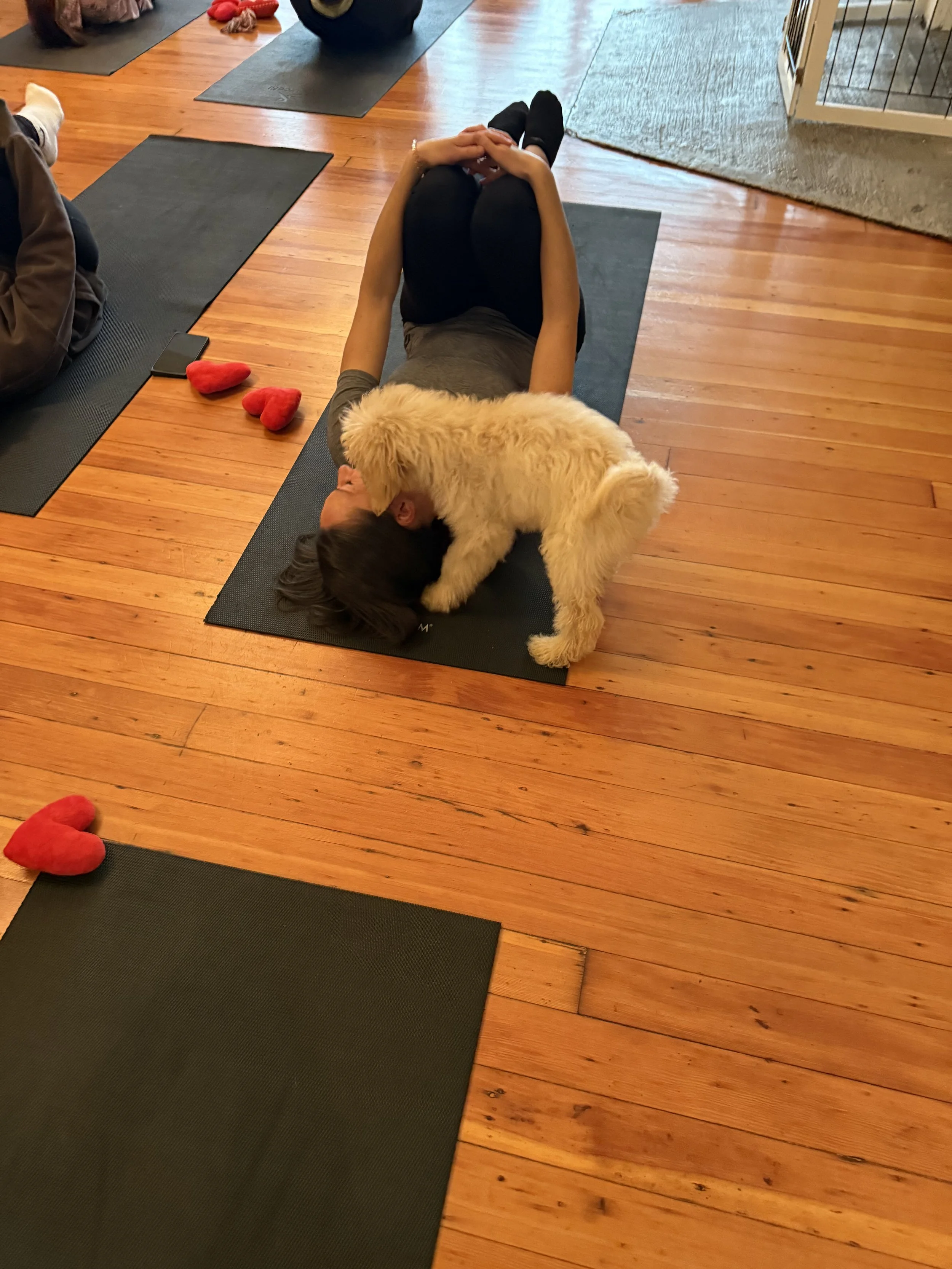 Happy VIP clients interacting with puppies during Puppy Yoga 2025 in Portland, OR