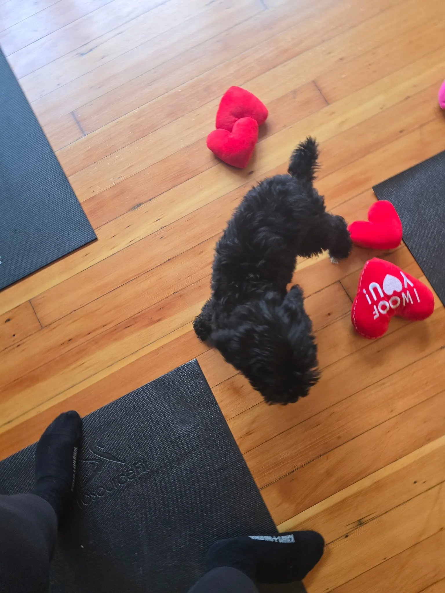 Puppies exploring yoga mats during Puppy Yoga 2025 in Portland, OR