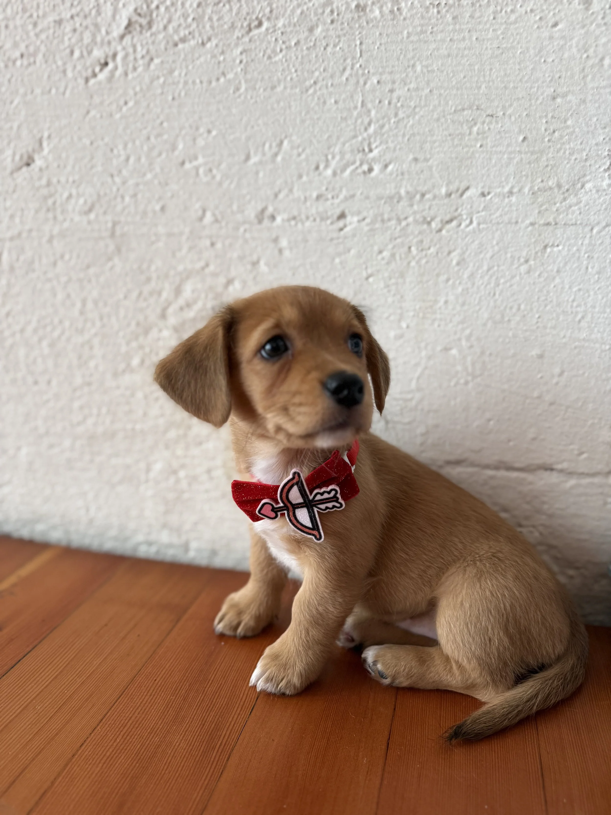 Puppies playing during Puppy Yoga 2026 VIP client event in Portland, OR