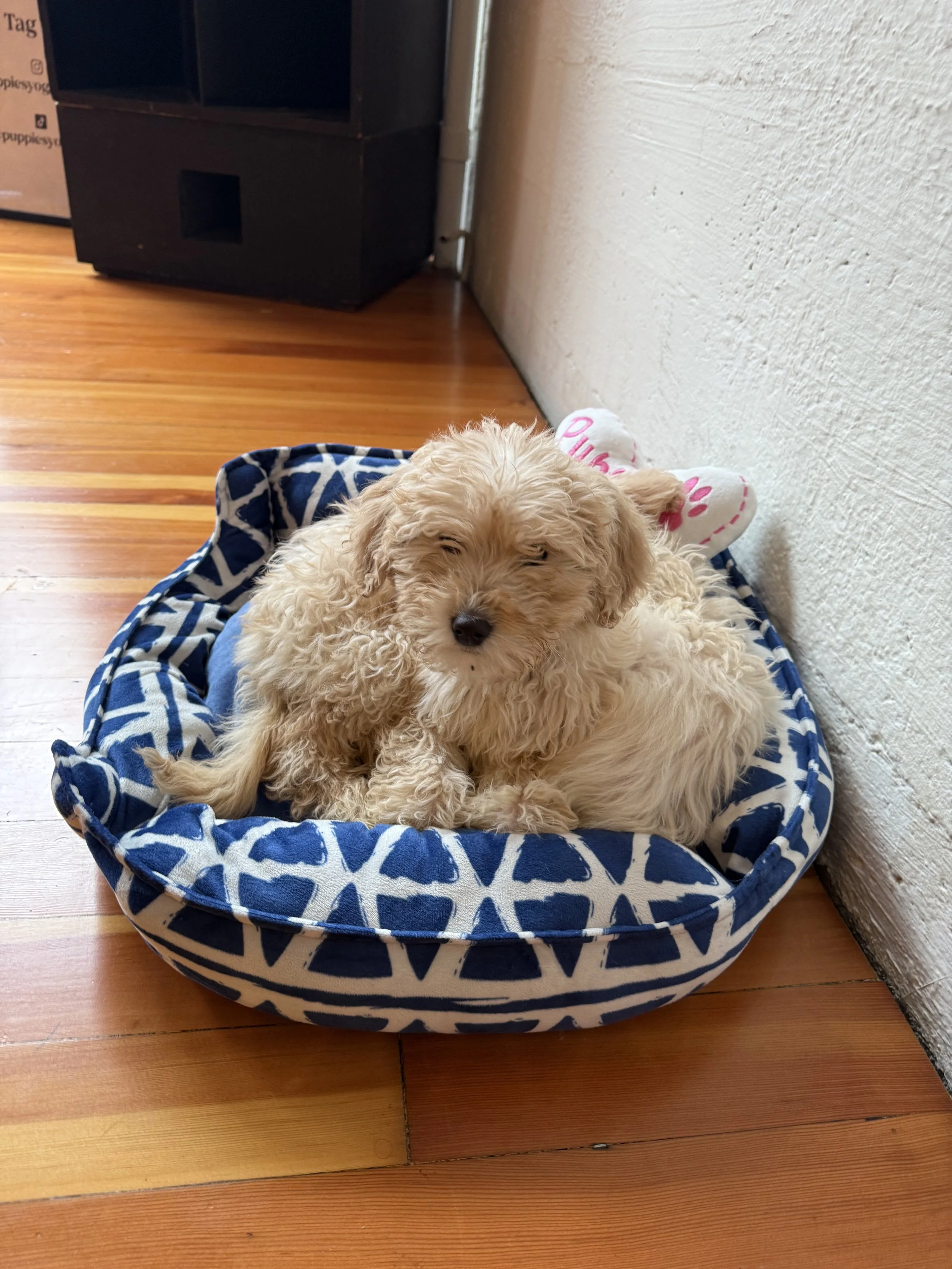 Puppies resting at Puppy Yoga 2025 VIP event in Portland, OR
