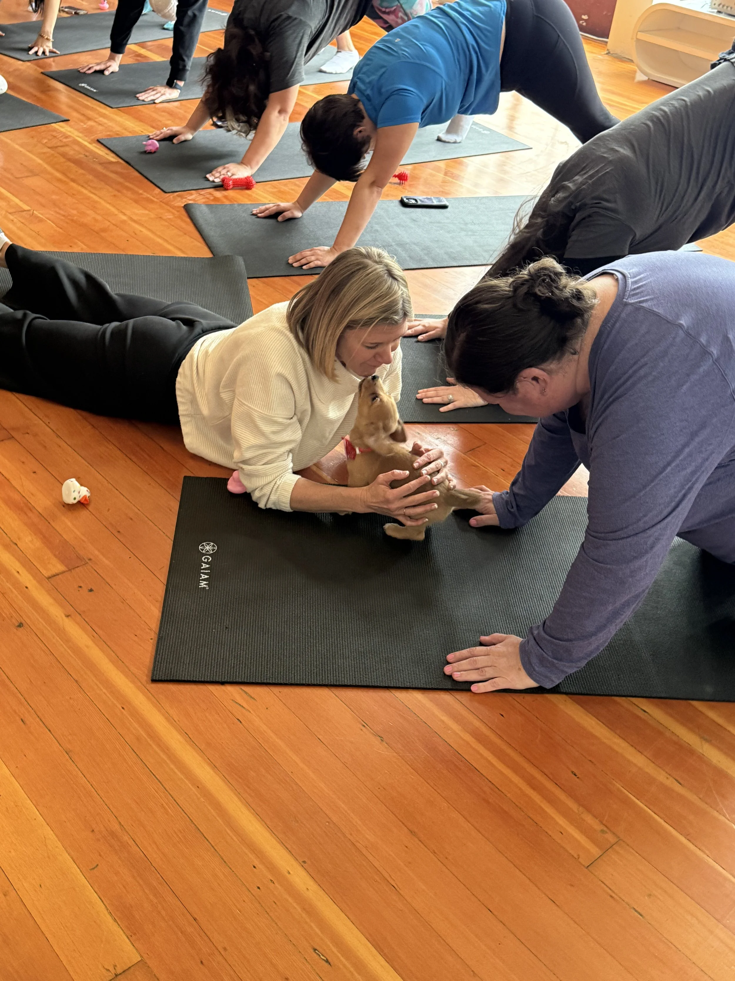 Happy attendees enjoying Puppy Yoga 2026 with puppies, connecting with Rhonda Riley and other VIP clients in Portland, OR