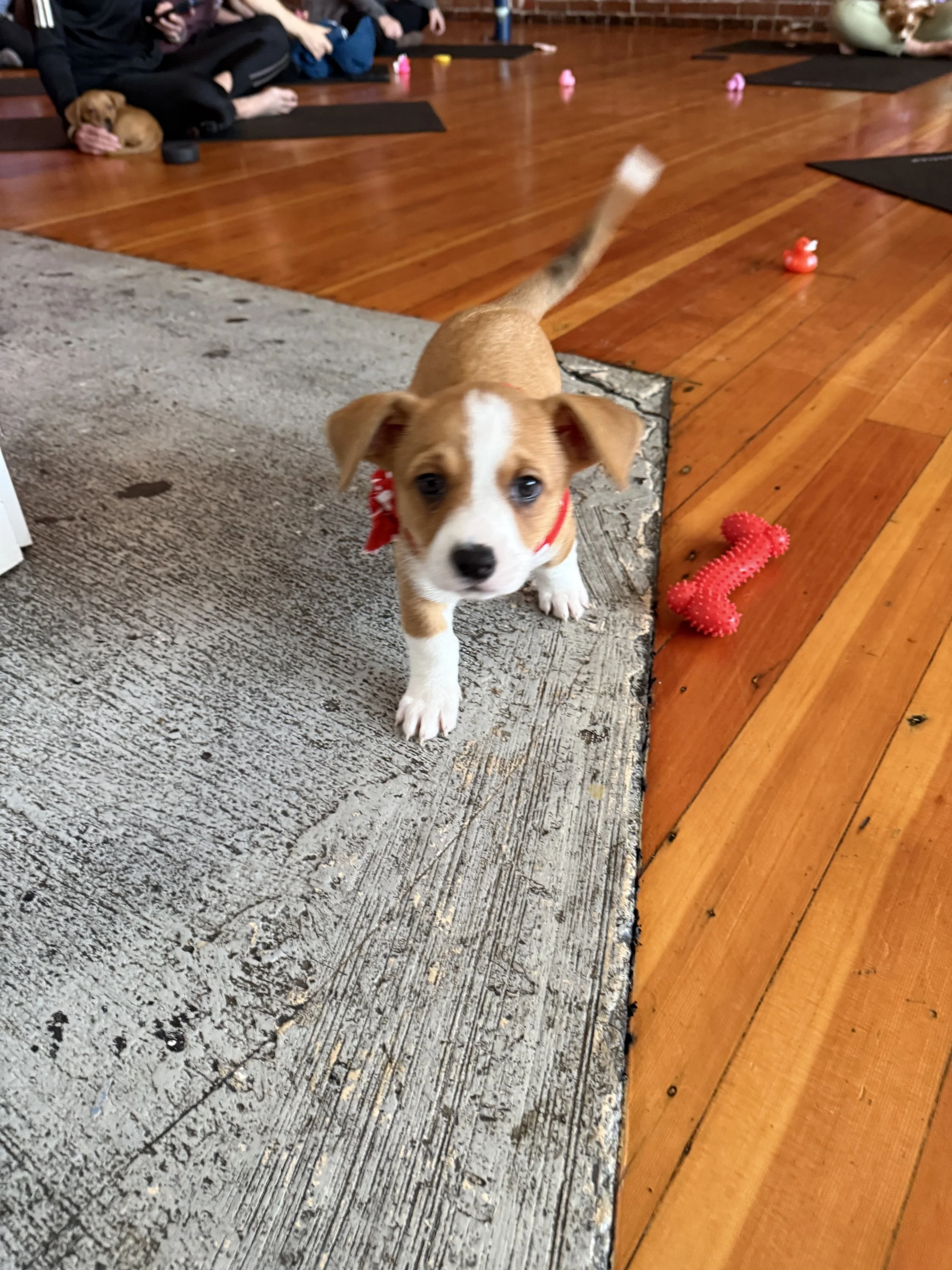 Puppies playing at Puppy Yoga 2026 client appreciation event in Portland, OR