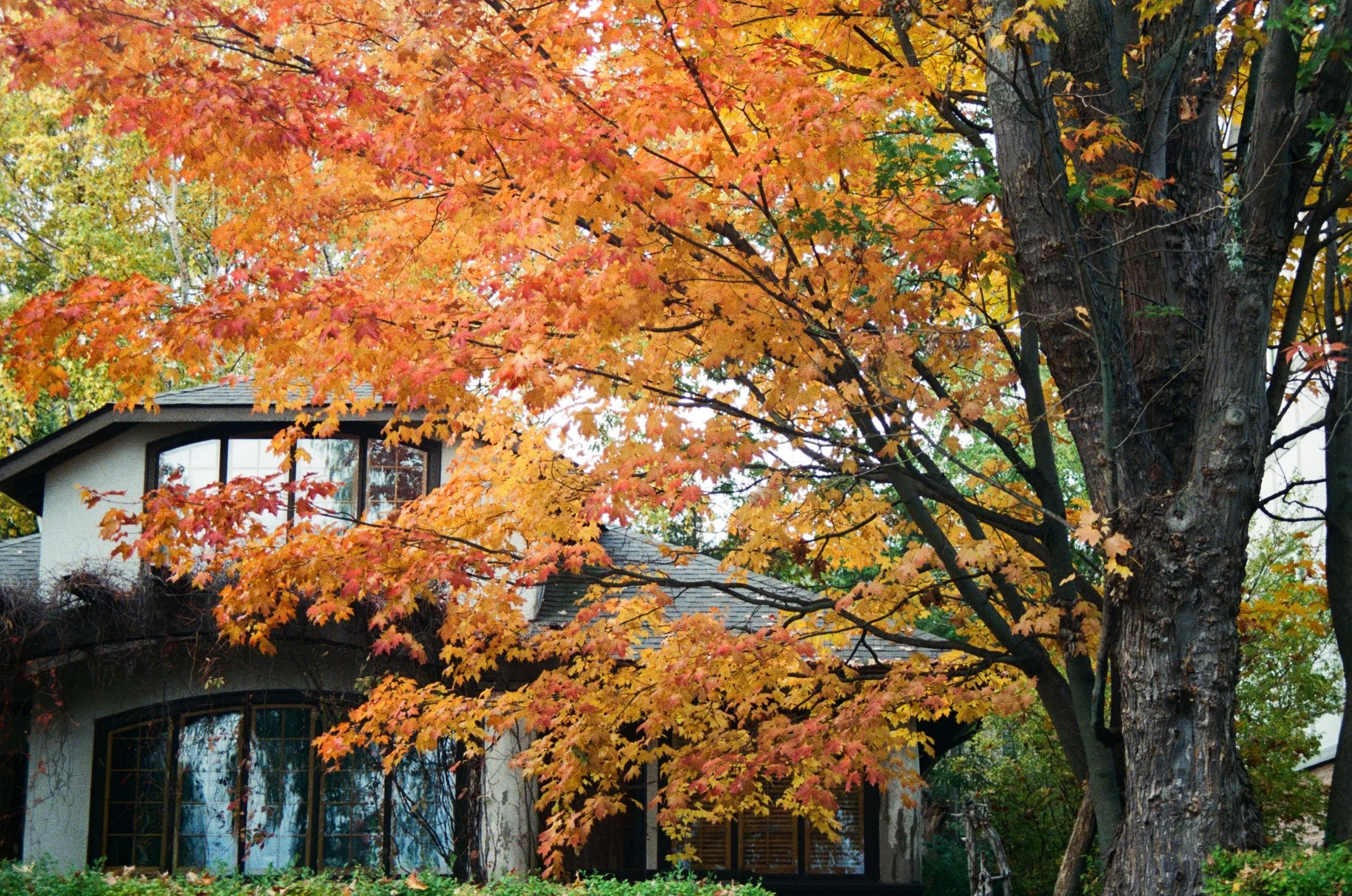 Beaverton Oregon home surrounded by colorful fall trees