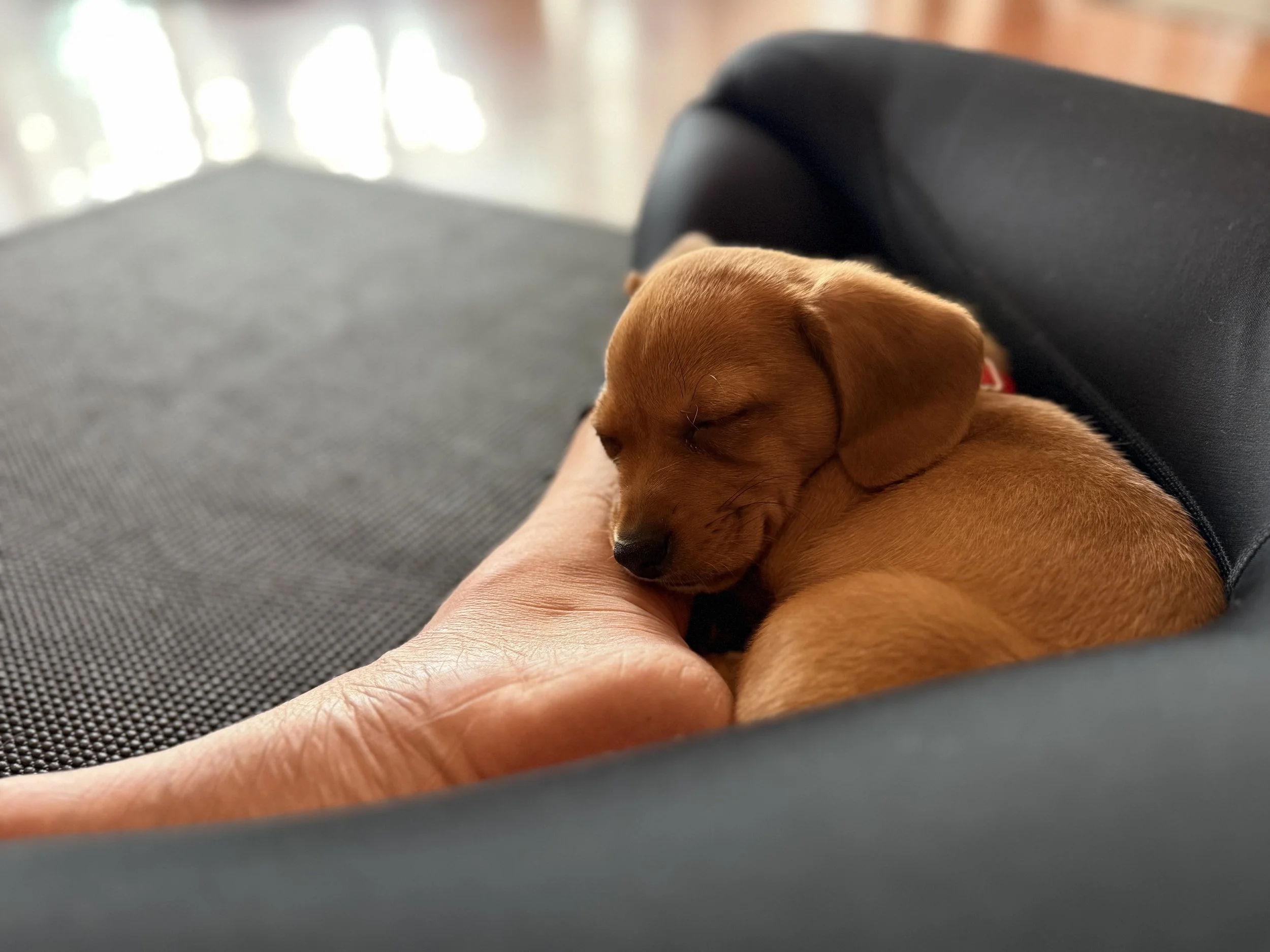 Puppies resting on yoga mats at Puppy Yoga 2026 VIP event in Portland, OR