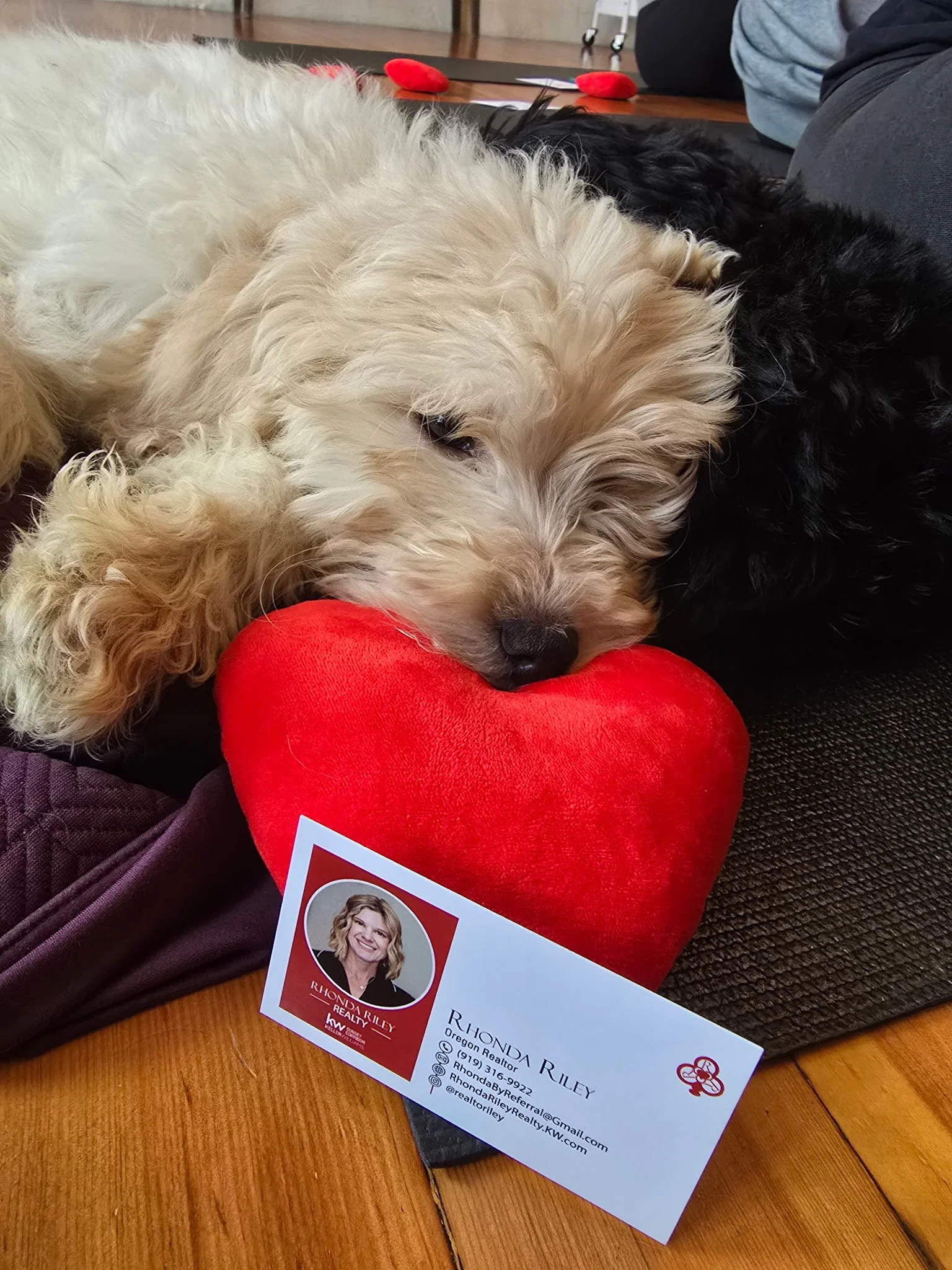 Puppies resting during Puppy Yoga 2025 VIP client event in Portland, OR with Rhonda business card