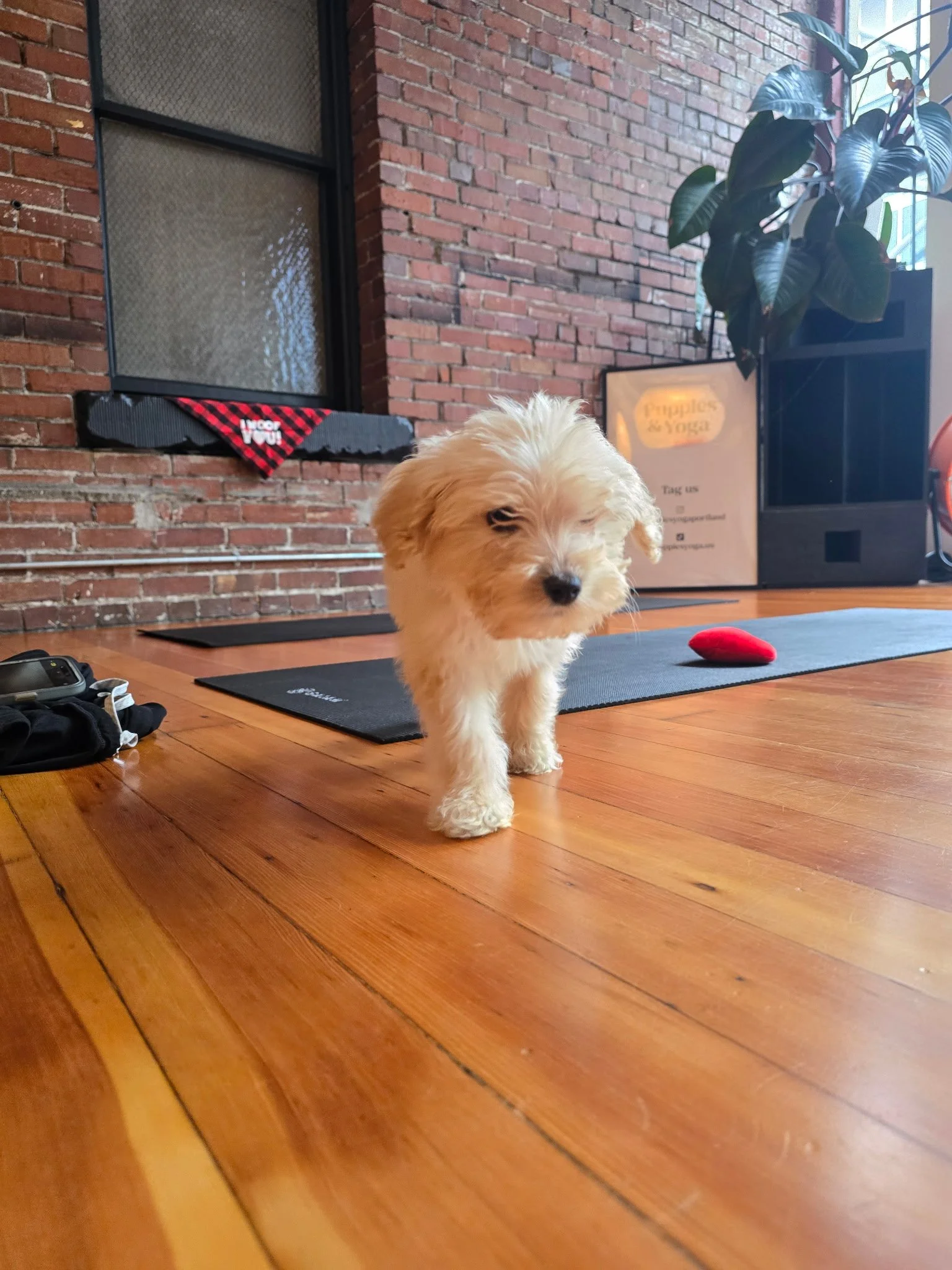 Puppies exploring the yoga studio during Puppy Yoga 2025 VIP client appreciation event in Portland, OR