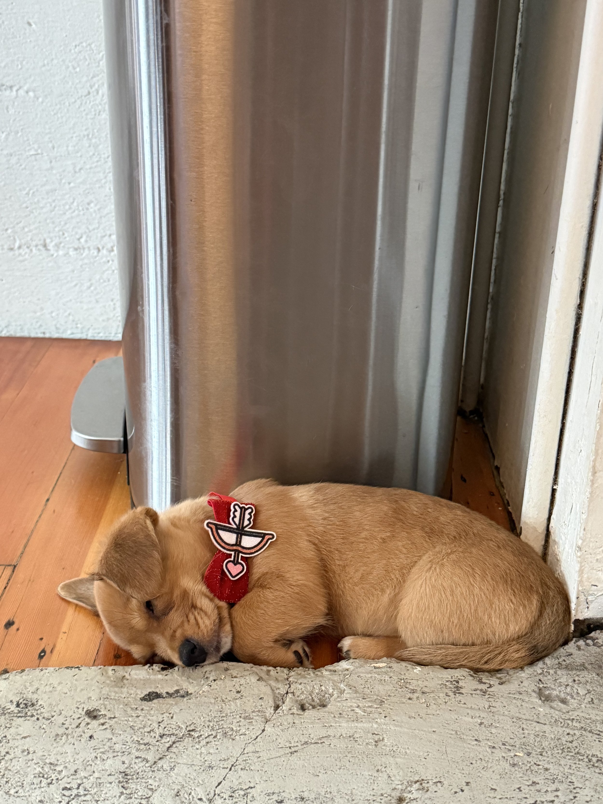 Puppies playing during Puppy Yoga 2026 VIP client event in Portland, OR