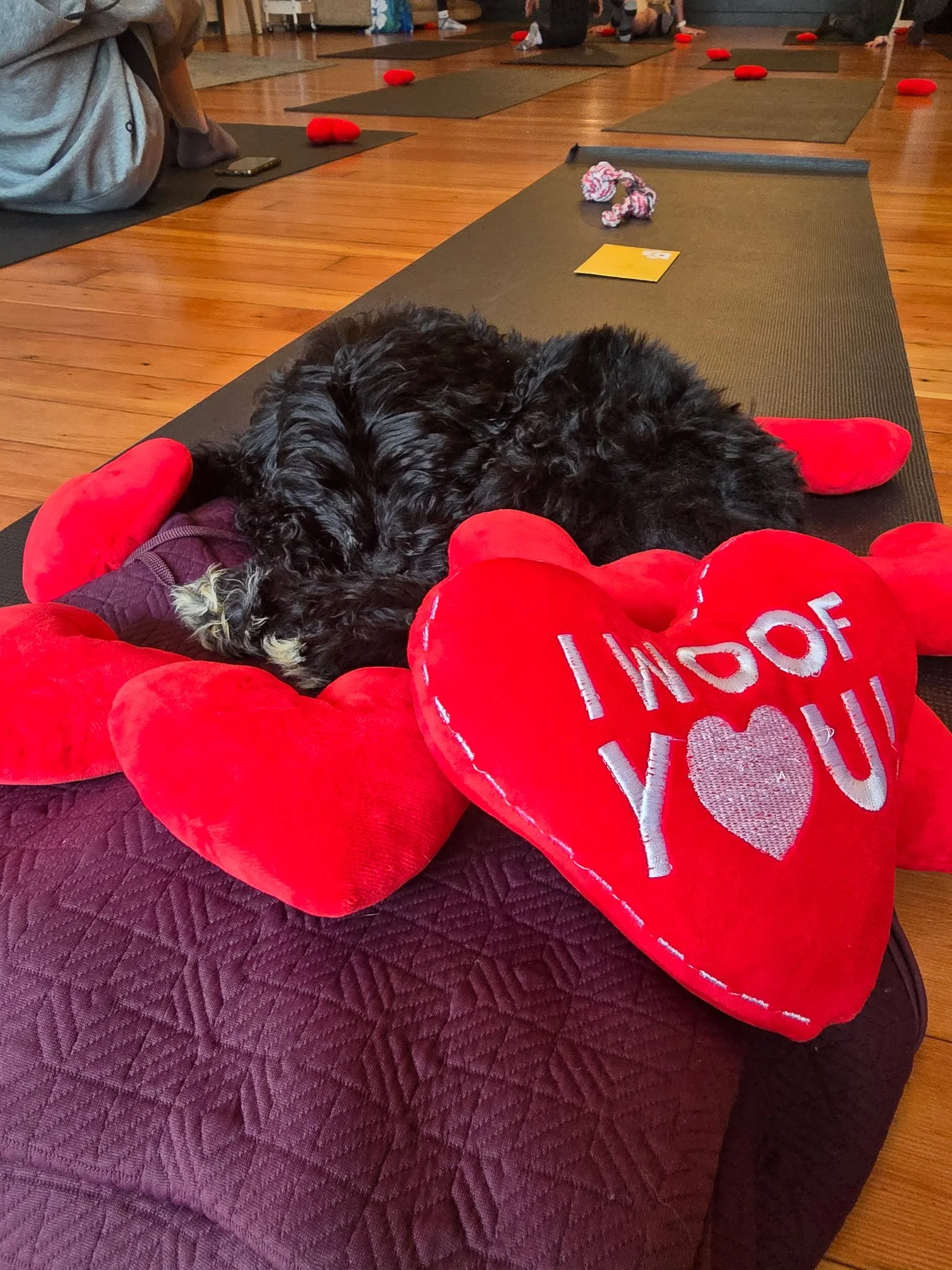 Puppies resting during Puppy Yoga 2025 VIP client event in Portland, OR