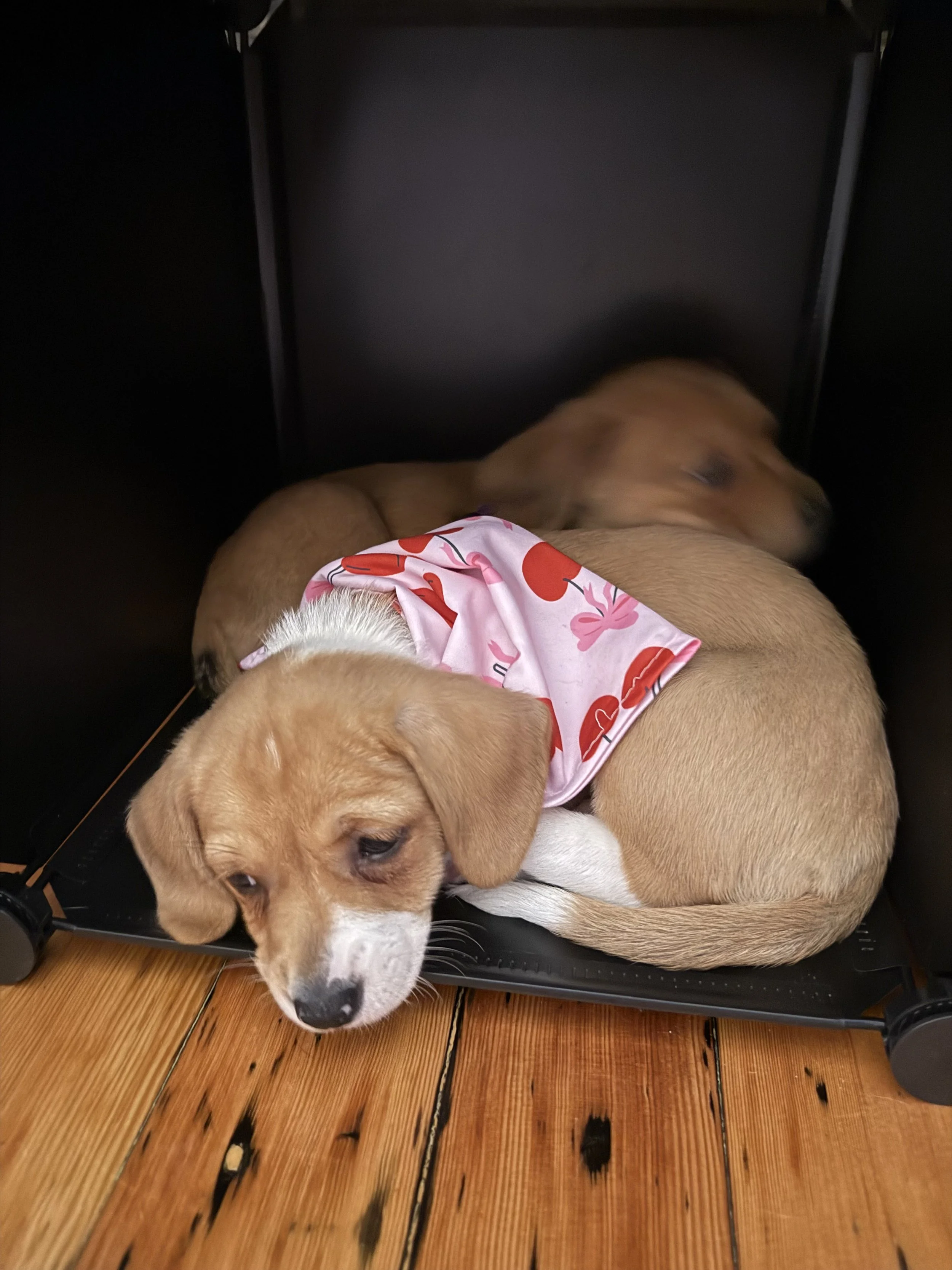 Puppies resting at Puppy Yoga 2026 client appreciation event in Portland, OR