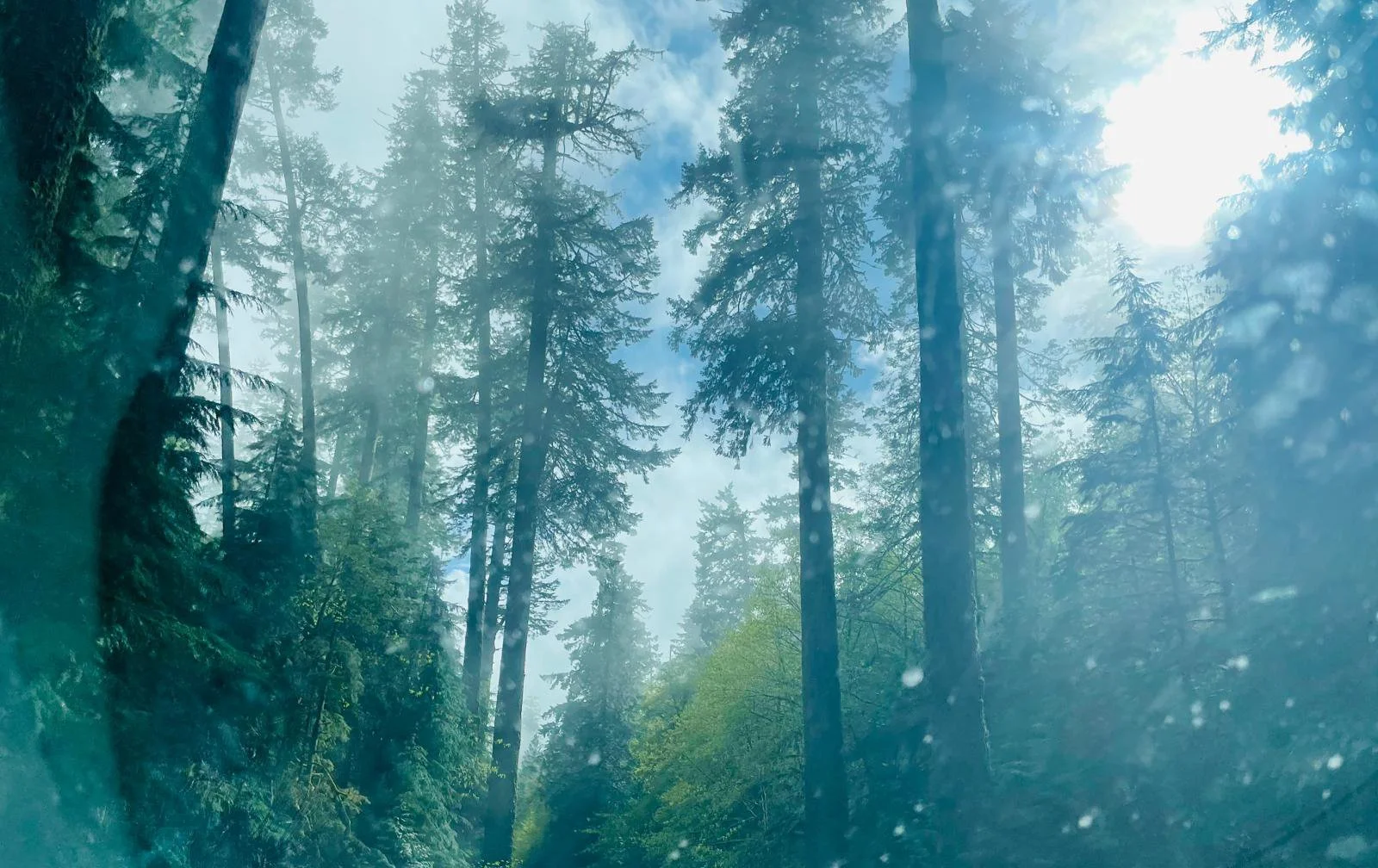 Tall pine trees in a misty forest with sunlight shining through.