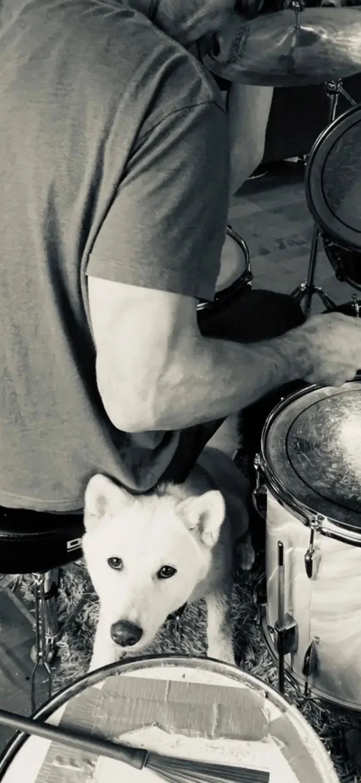 A white husky puppy with blue eyes looking up, surrounded by drums and a person playing drums.