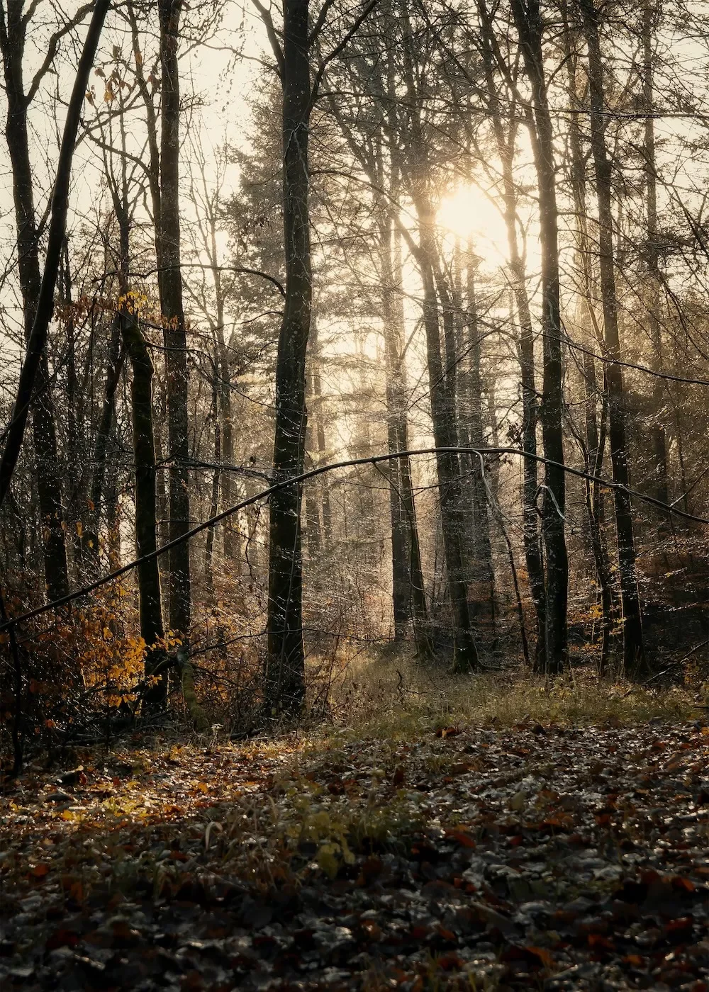 Sunlight shining through a leafless forest with a ground covered in fallen leaves.