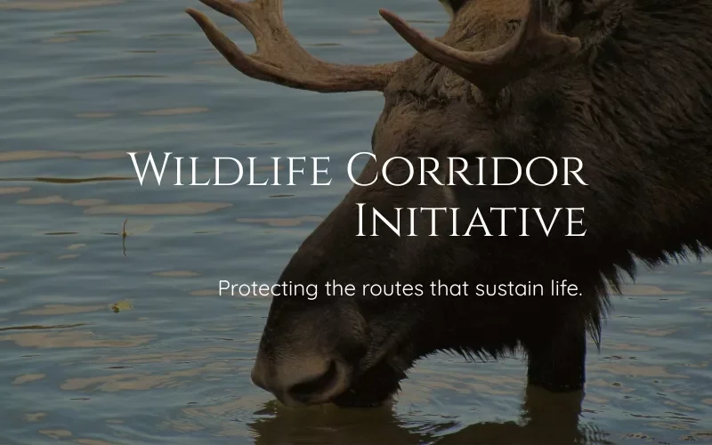 Wildlife Corridor Initiative thumbnail