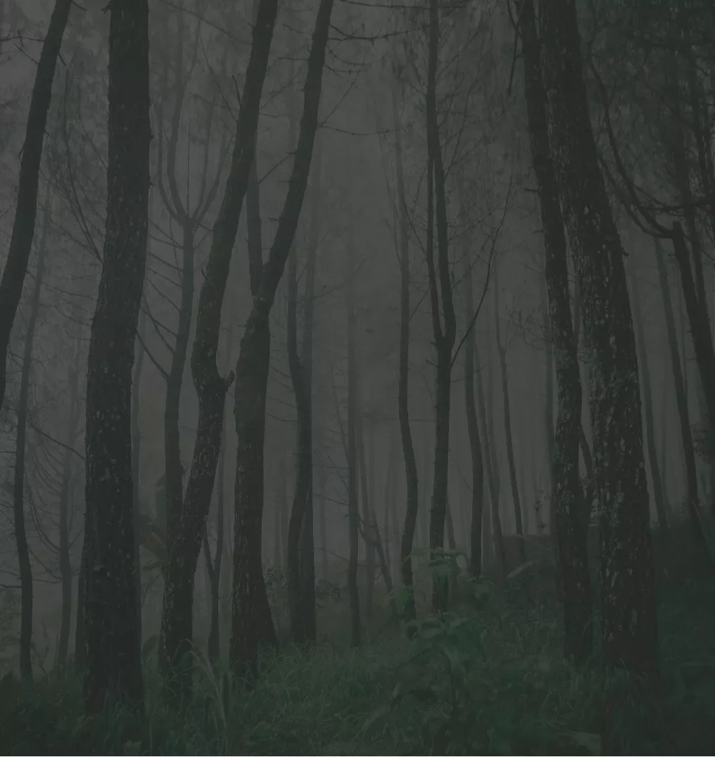 Foggy forest with tall, dark trees and dense undergrowth.