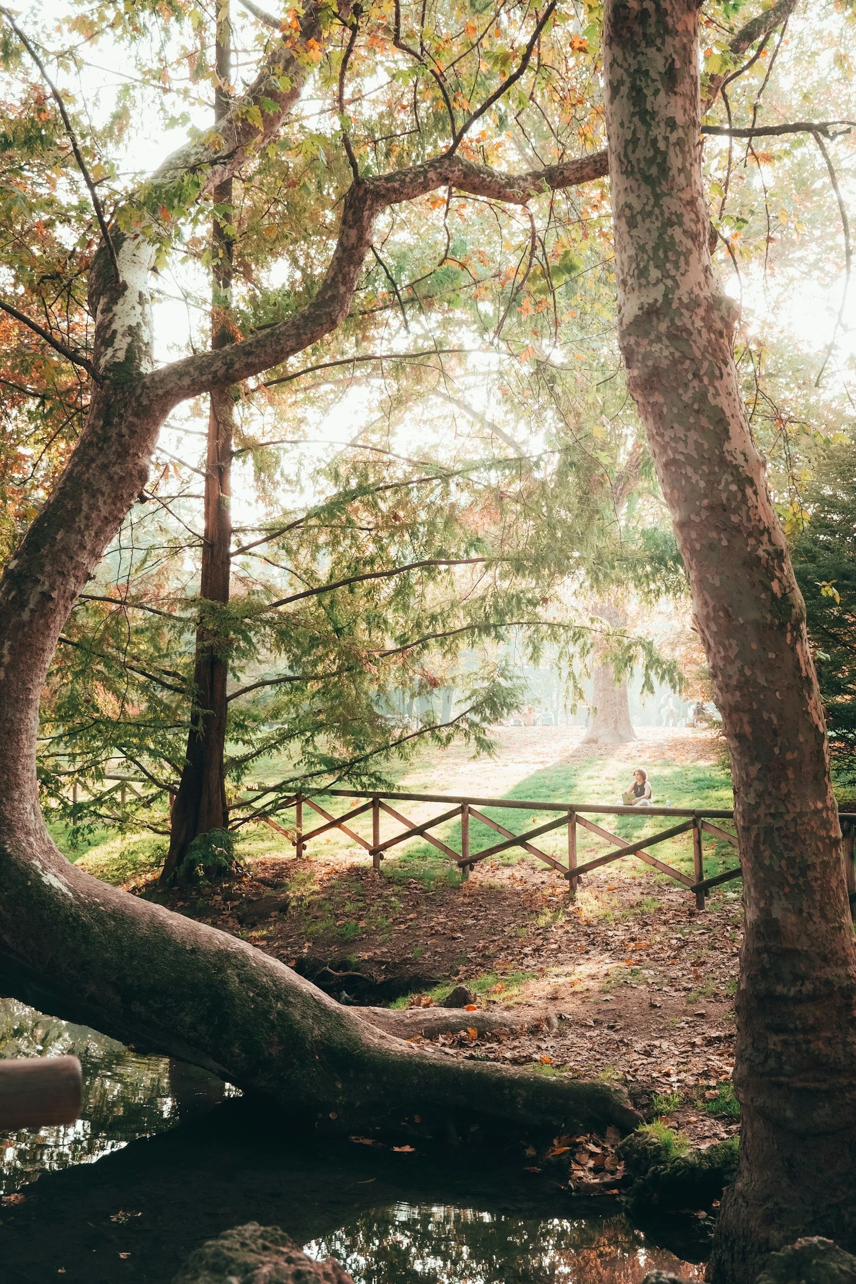 Mature trees along a peaceful woodland path with soft sunlight filtering through the canopy.