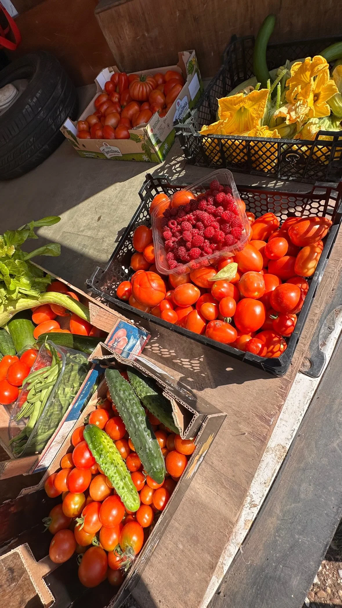 How to Start Your First Vegetable Garden (Even If You’ve Never Gardened Before) 🌱