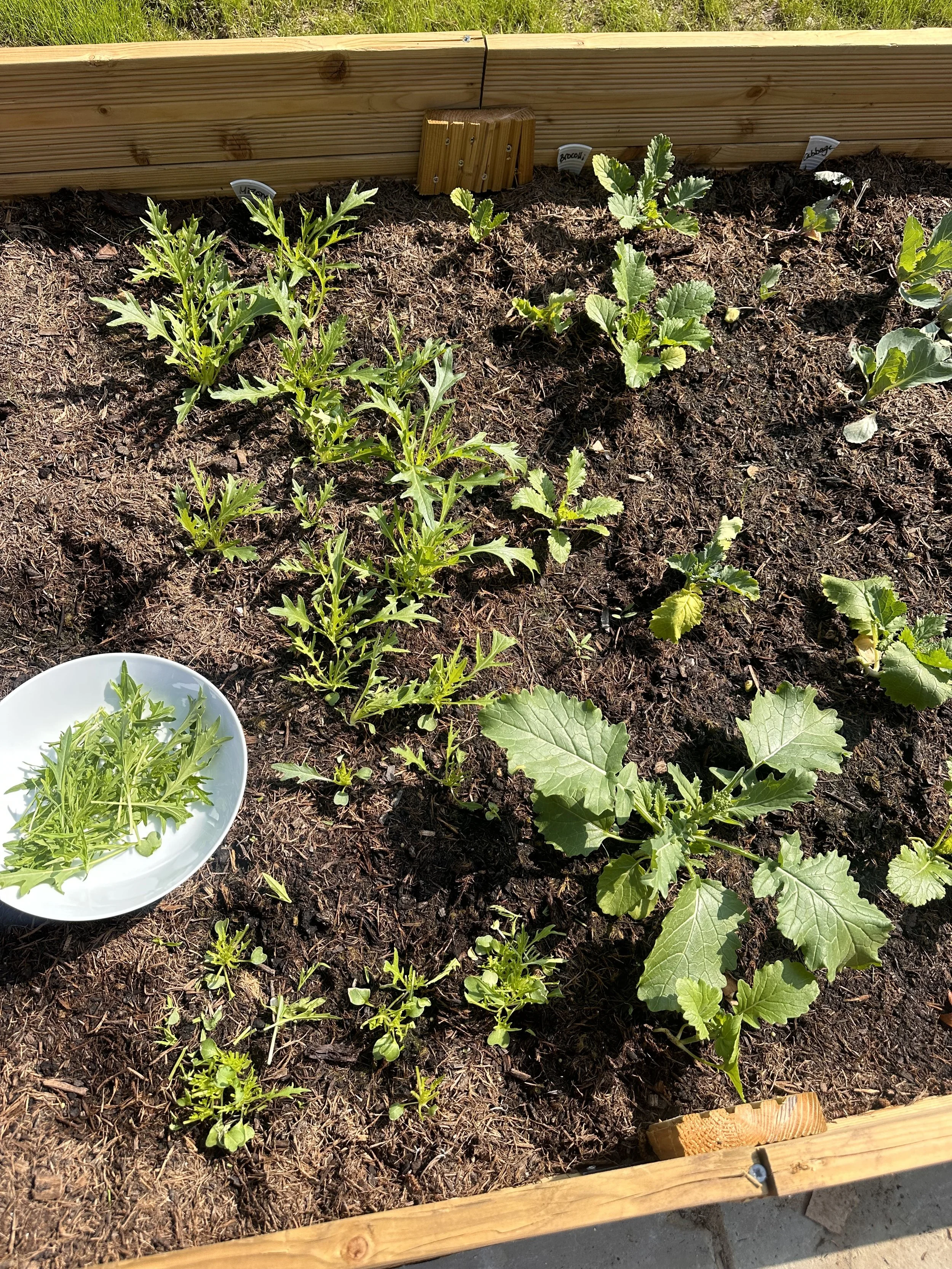 5 Common Beginner Gardening Mistakes (And How to Avoid Them)