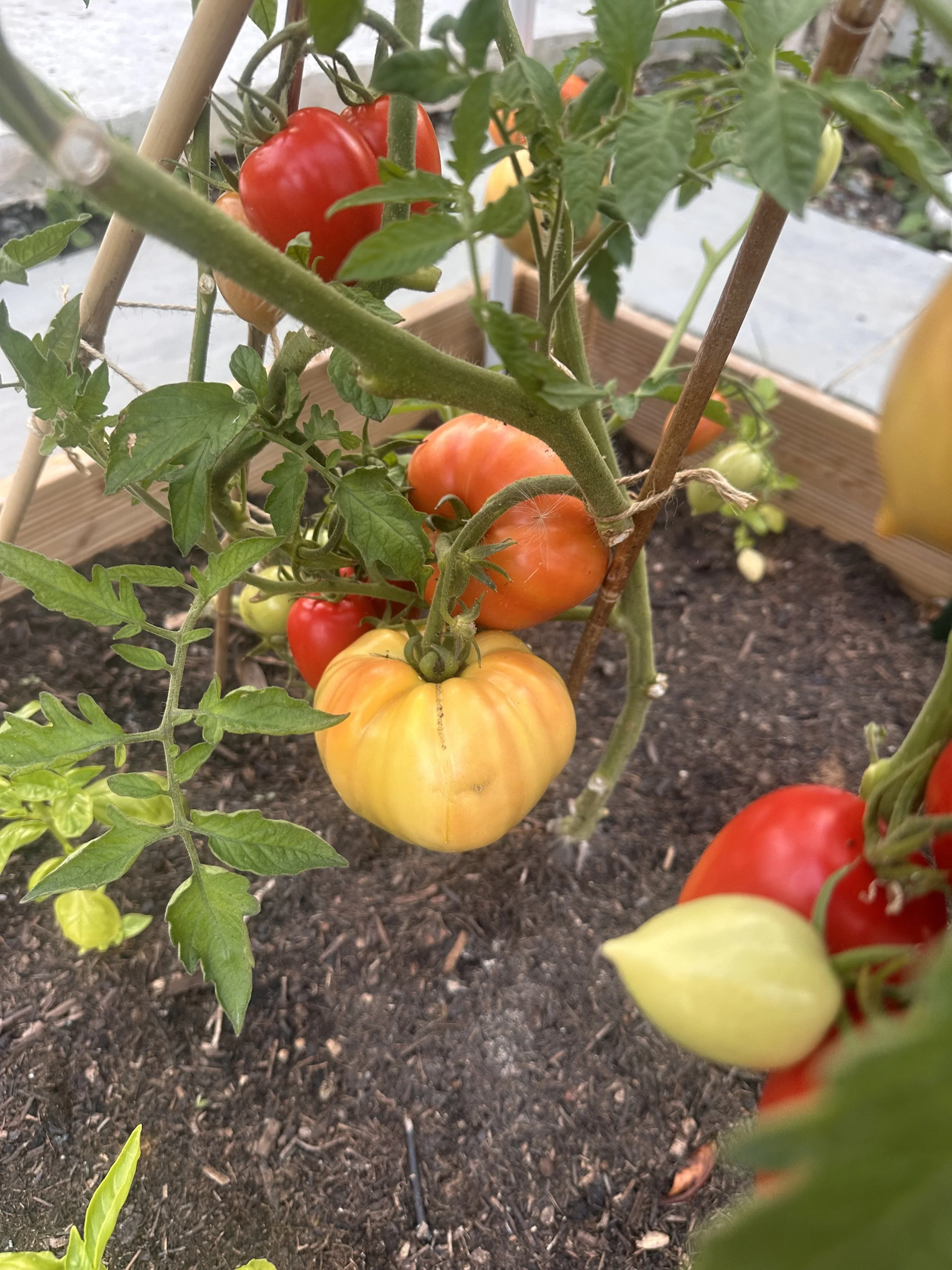 Why growing Your Own Vegetables Is One of the Most Rewarding Hobbies 🌿