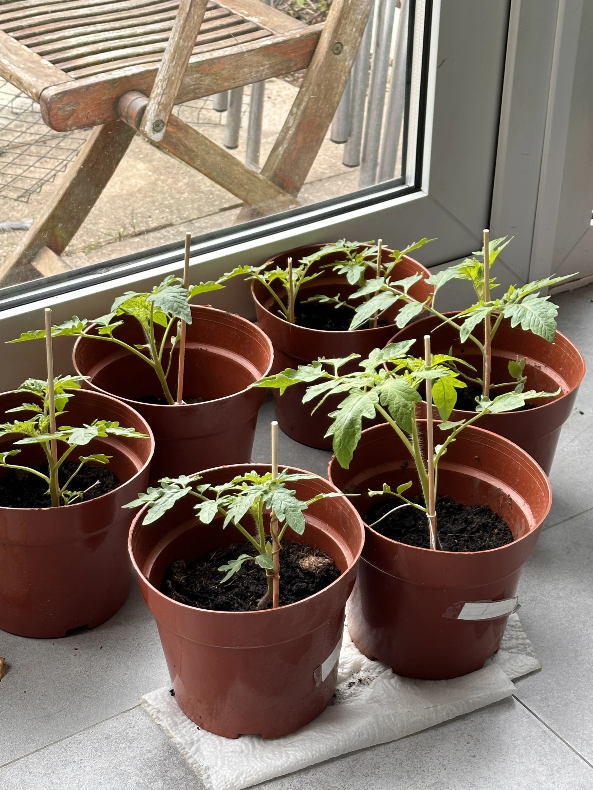 How to Start Seeds Indoors Successfully