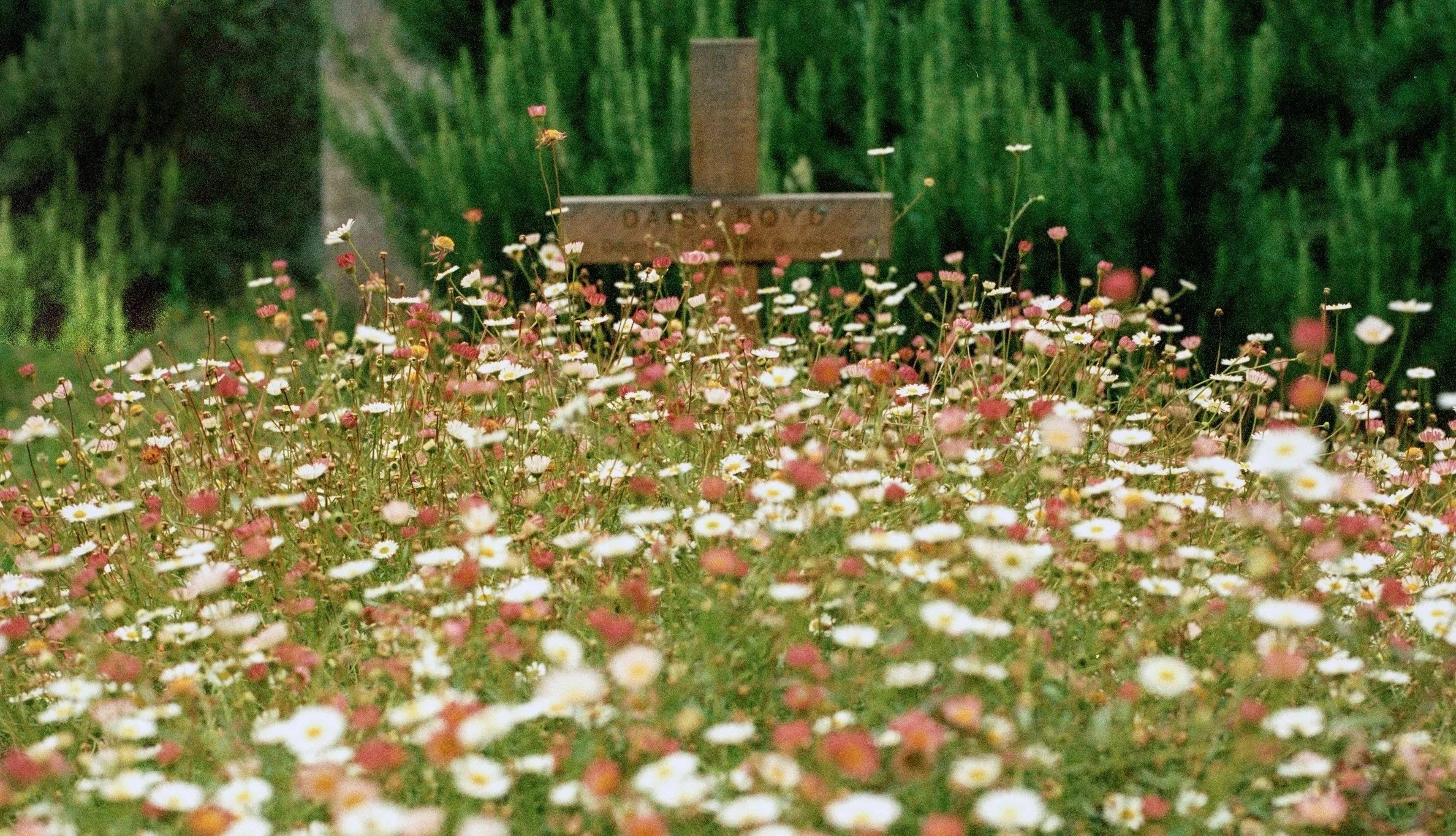 Un champ de petites marguerites blanches et roses avec une croix en bois en arrière-plan, dans un environnement verdoyant.