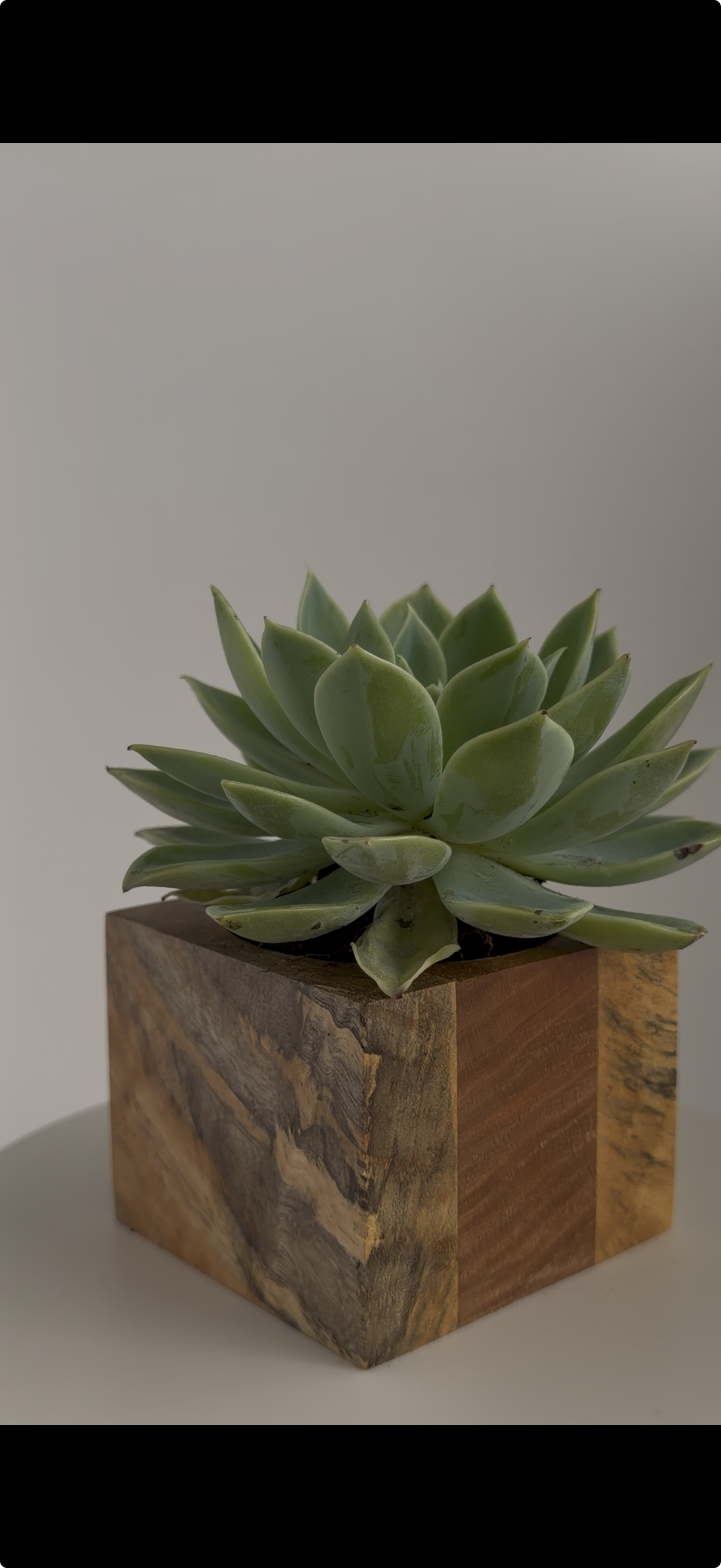 A green succulent plant in a wooden square pot.