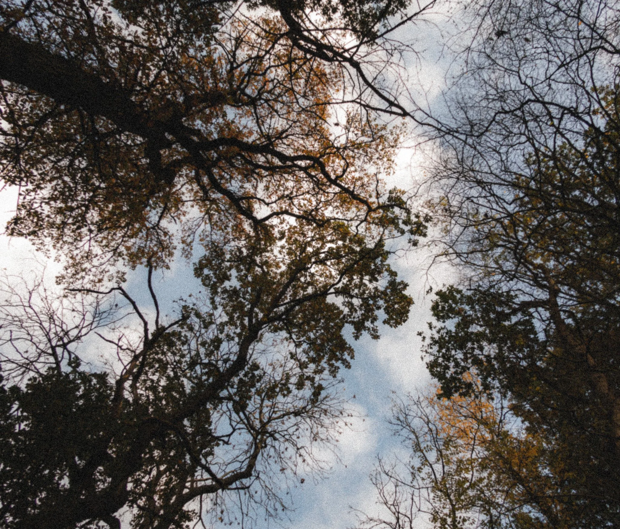 Looking up at the sky through treetops.