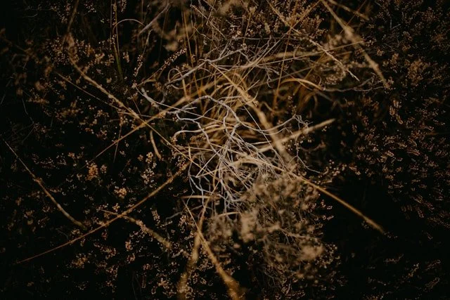 A photo of grass and roots taken from above.