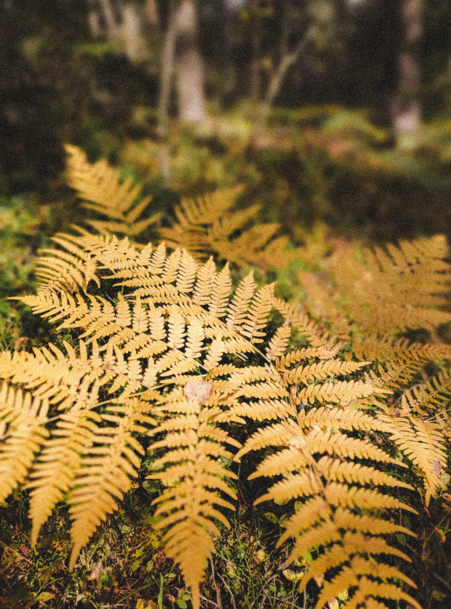 Yellowing autumnal ferns in a forest in Sweden.