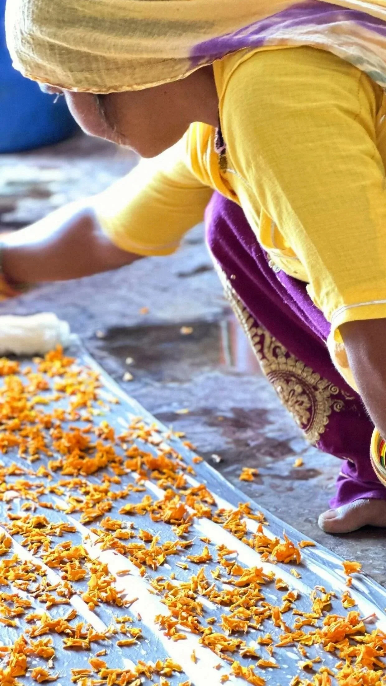 Artisan dyeing silk with marigold flowers, Jodhpur, Rajasthan - India with Bernadette