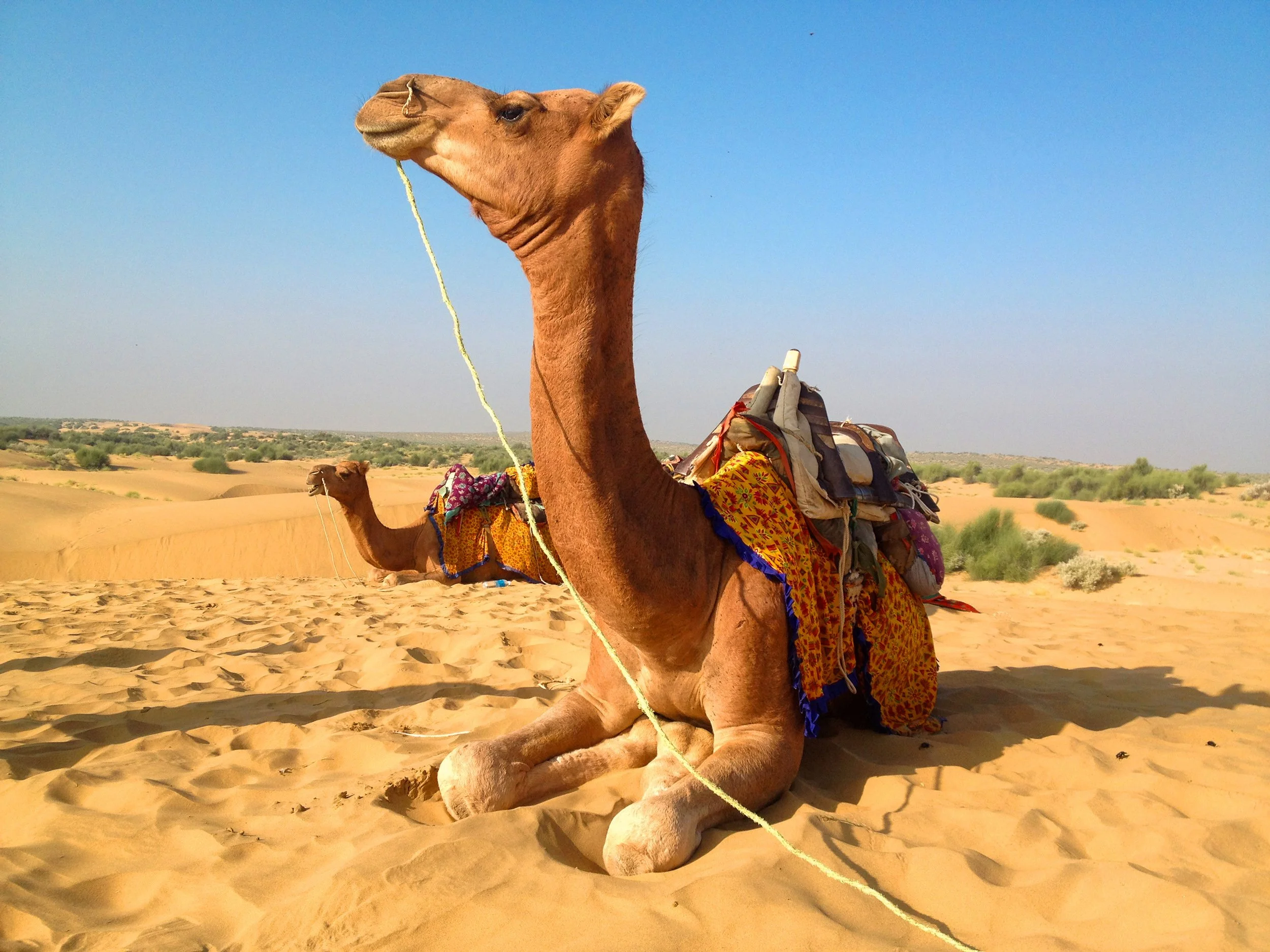Camel resting on sand dunes in the Thar Desert, Kutch, Gujarat — India with Bernadette journey