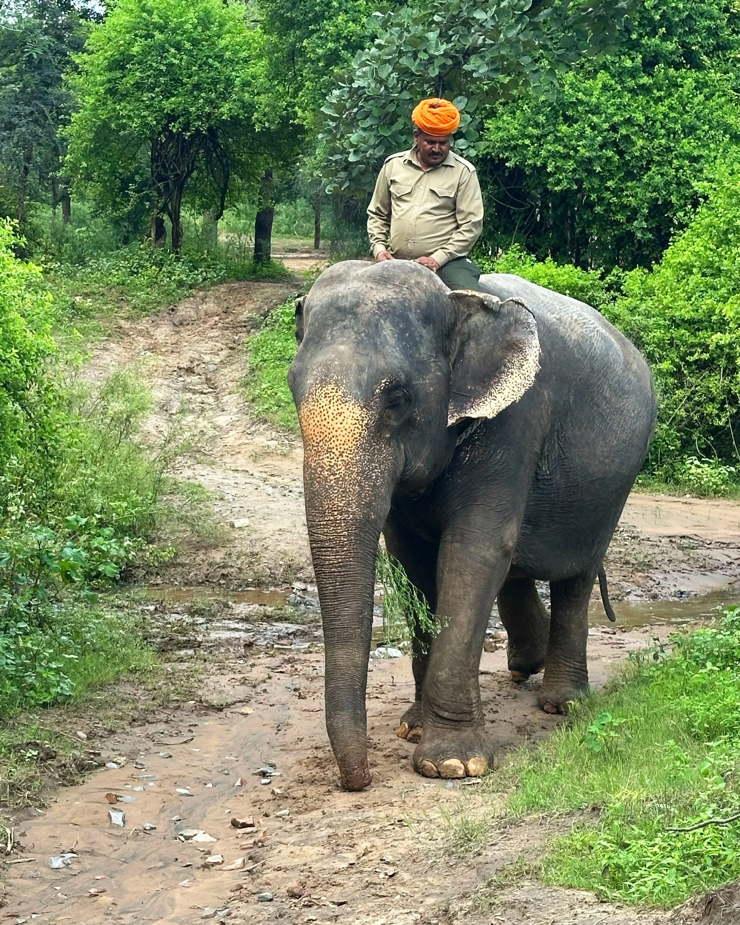 Rescued elephant on an evening walk with his mahout through the wilderness at Dera Amer camp, Rajasthan