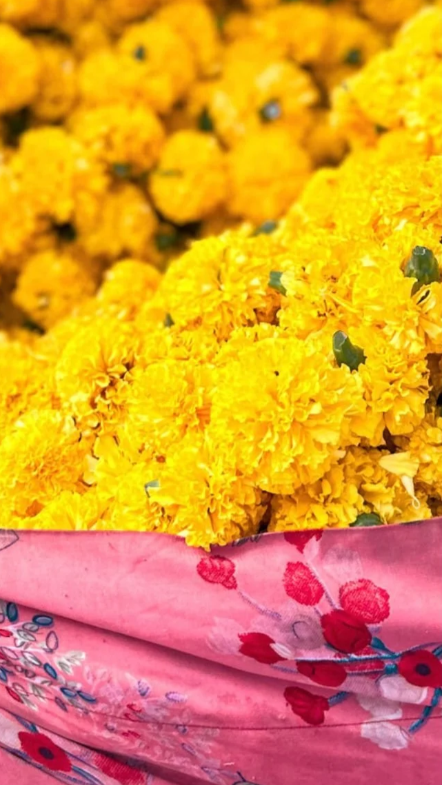 Bright yellow marigold flowers wrapped in pink embroidered cloth at Jaipur flower market, Rajasthan