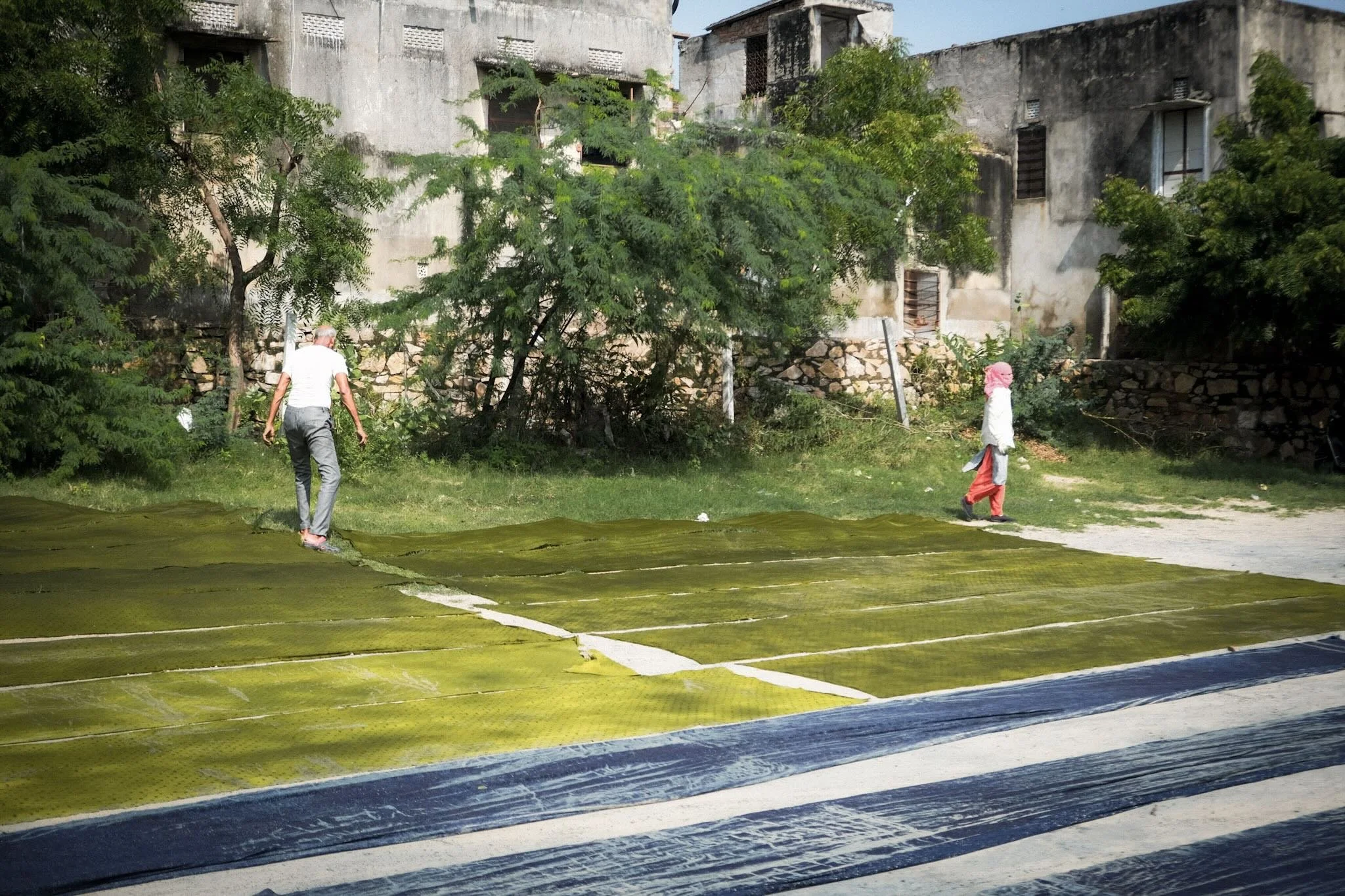 Long lengths of resist-dyed fabric in indigo and green laid out to dry in the sun outside a workshop in Bagru, Rajasthan, with stone buildings and trees behind.​​​​​​​​​​​​​​​​