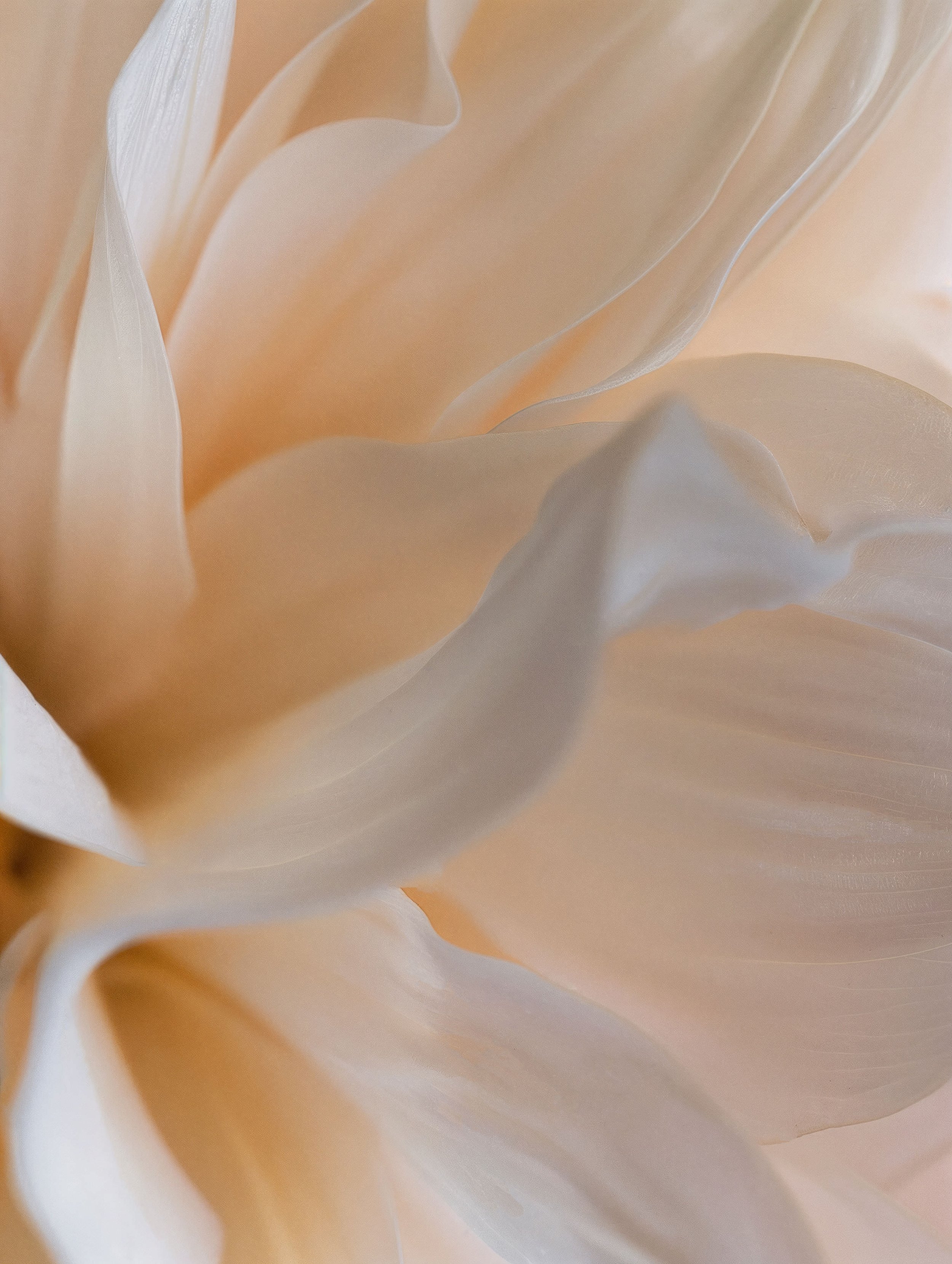 Close-up of delicate peach and white flower petals.