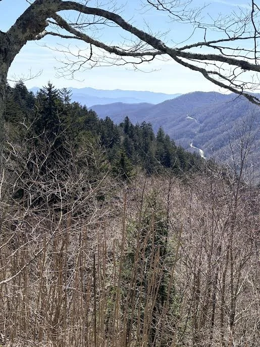 Mountain landscape with clear blue sky, leafless trees in the foreground, and rolling hills covered with pine trees in the distance.