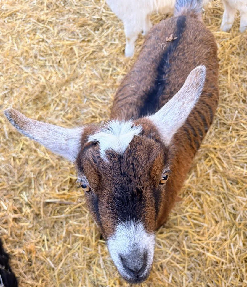 Young brown goat with white markings on its face and ears, looking up at the camera, standing on straw bedding.