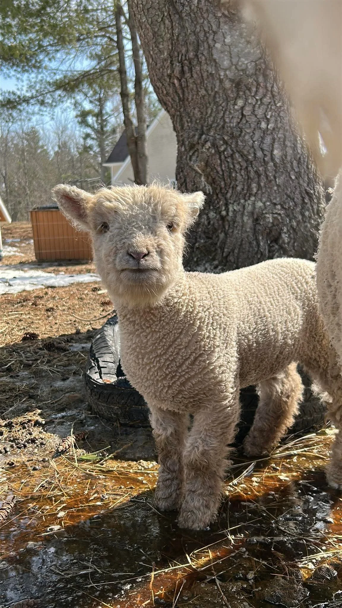 A cute baby lamb standing outdoors near a tree with a house in the background, on a chilly day with some snow on the ground.