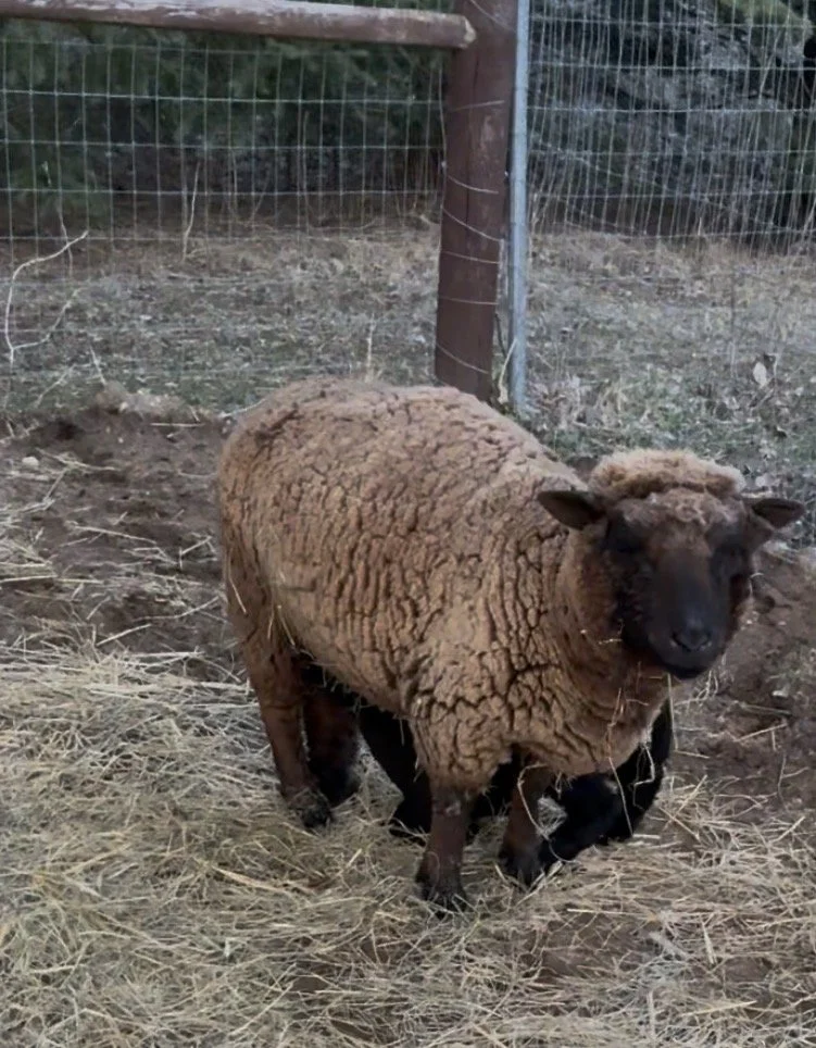 A Babydoll sheep with a lamb underneath it, inside a fenced enclosure with dirt ground and straw, and a wooden post and wire fencing in the background.