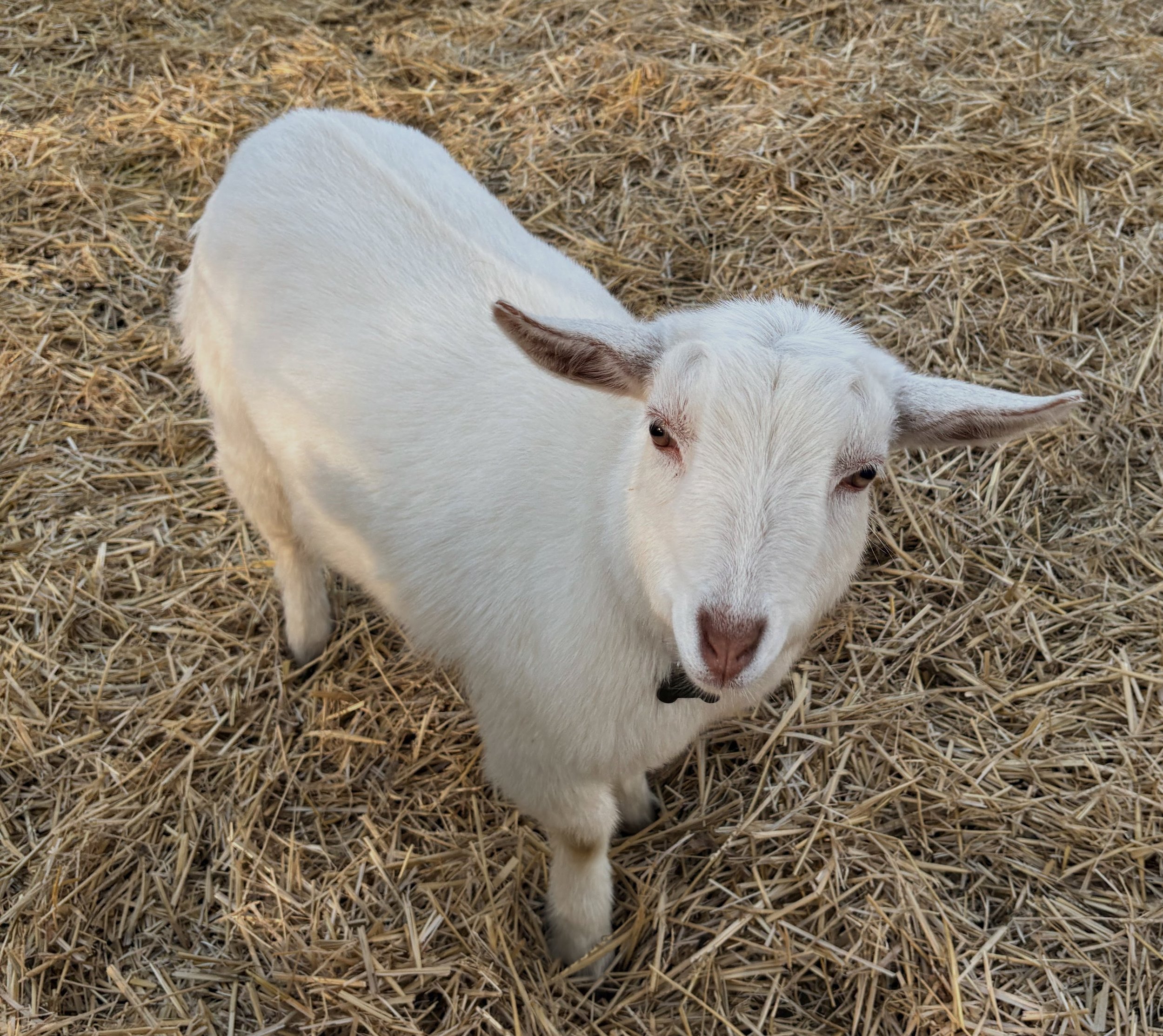 A white goat standing on a bed of straw, looking at the camera with floppy ears.
