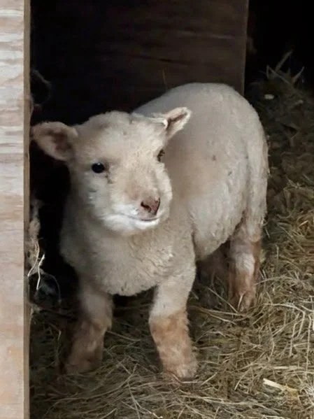 A young Babydoll lamb standing inside a barn with hay on the floor.