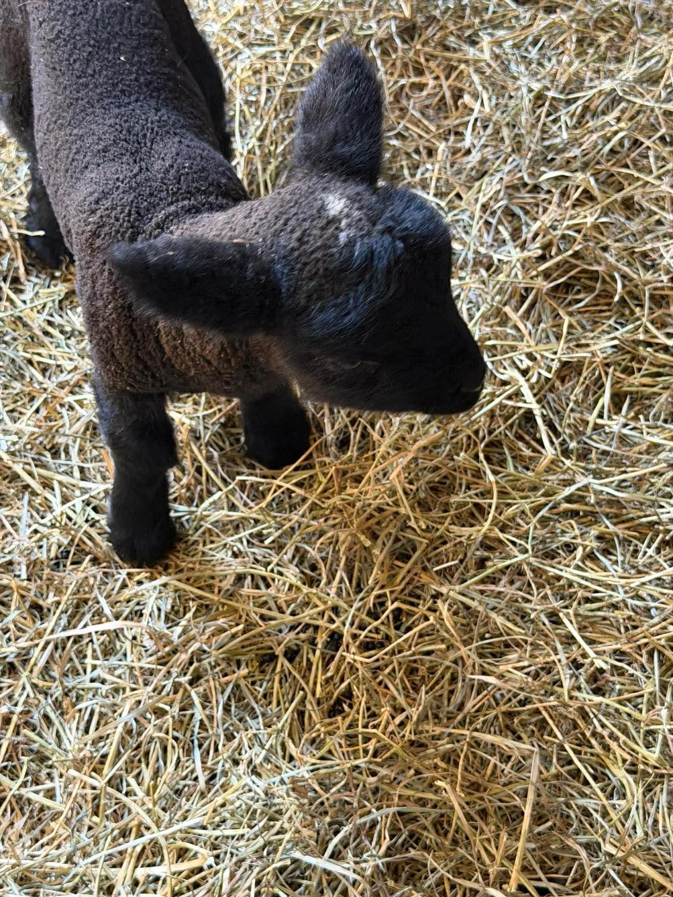 A small black lamb standing on straw bedding.