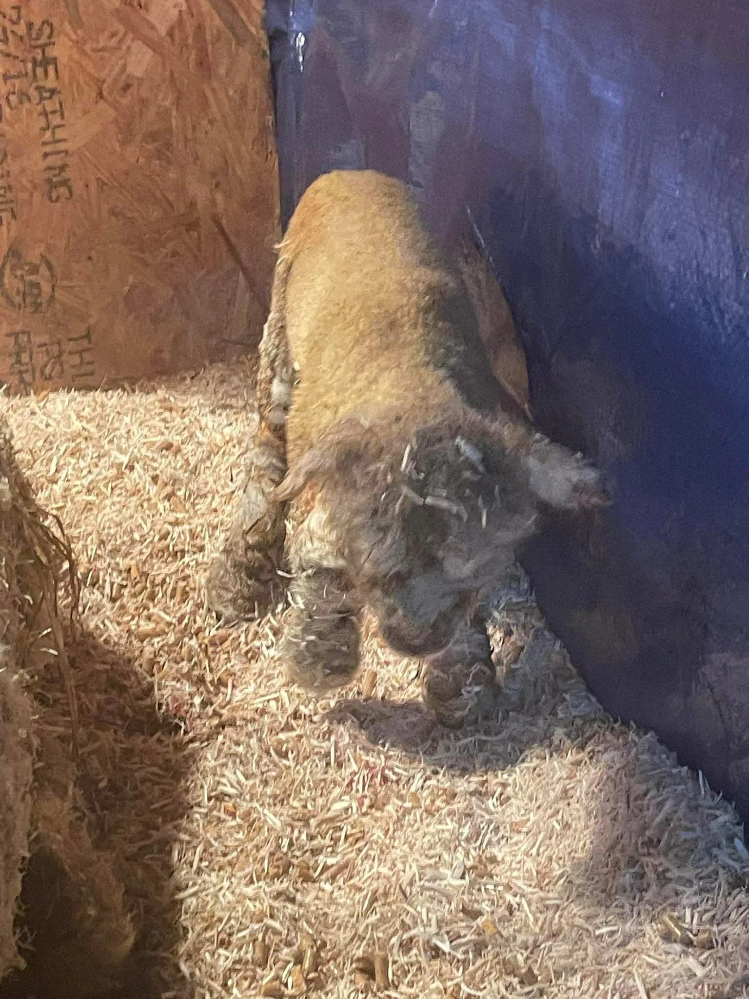 A small, young goat standing on bedding in a barn, with a person or animal wearing dark clothing nearby.