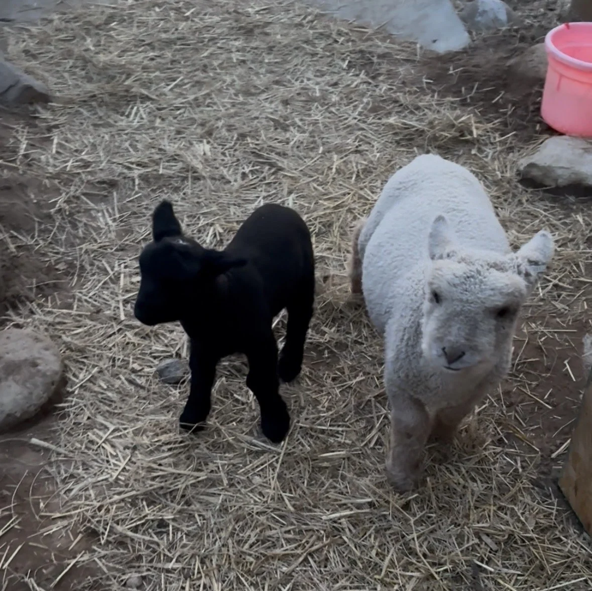 A black babydoll sheep and a white goat standing on straw bedding in a farm enclosure with rocks and a pink plastic bucket in the background.