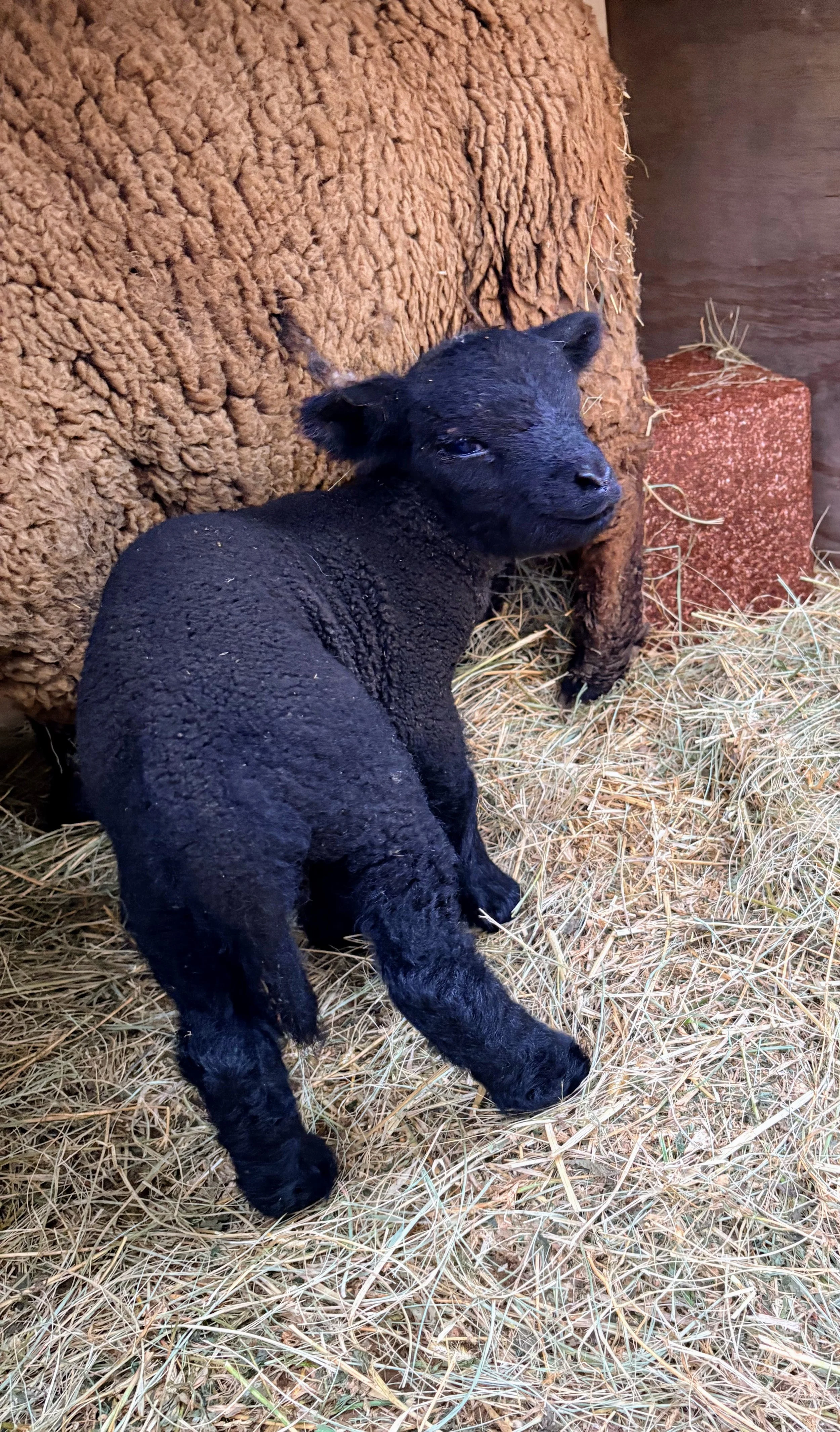 A black Babydoll Sheep standing on hay near his mom Babydoll Sheep and a brick wall.