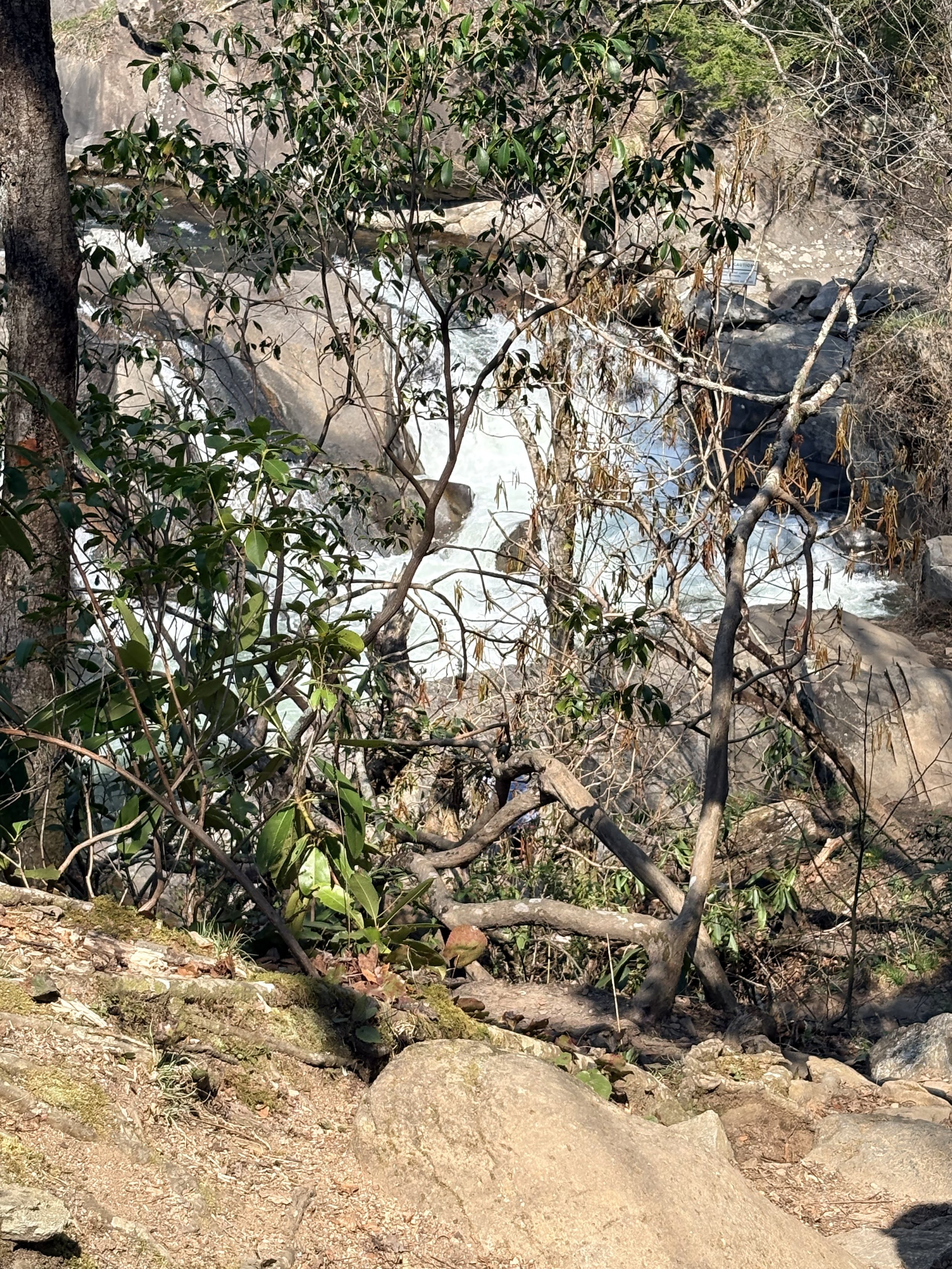 A rocky and wooded landscape with a rushing river or waterfall in the background, surrounded by trees and plants.