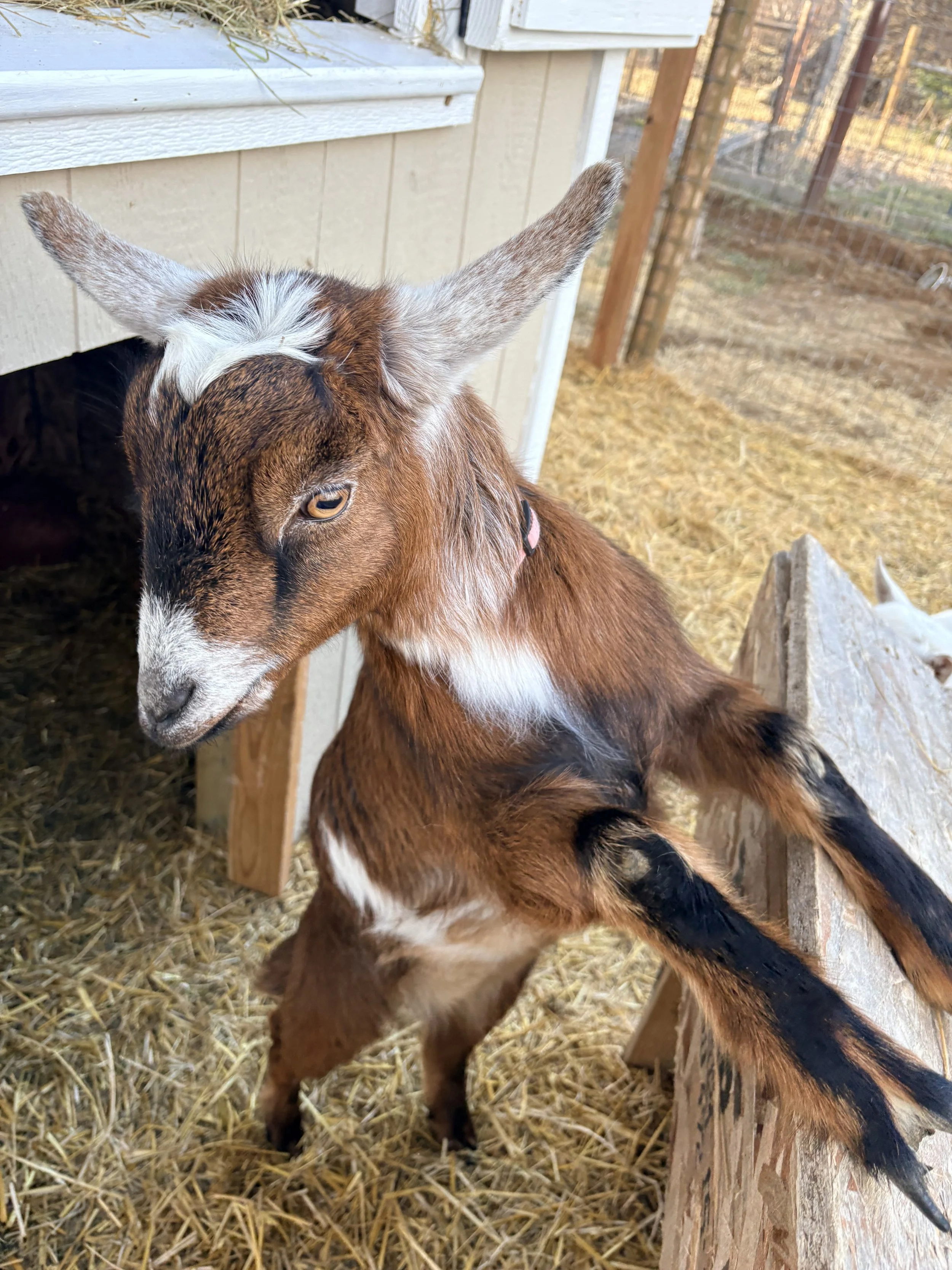 A baby goat, or kid, standing on hay-covered ground outdoors, with one front leg resting on a wooden plank. It has brown fur with white markings on its face, neck, and body, and large ears.