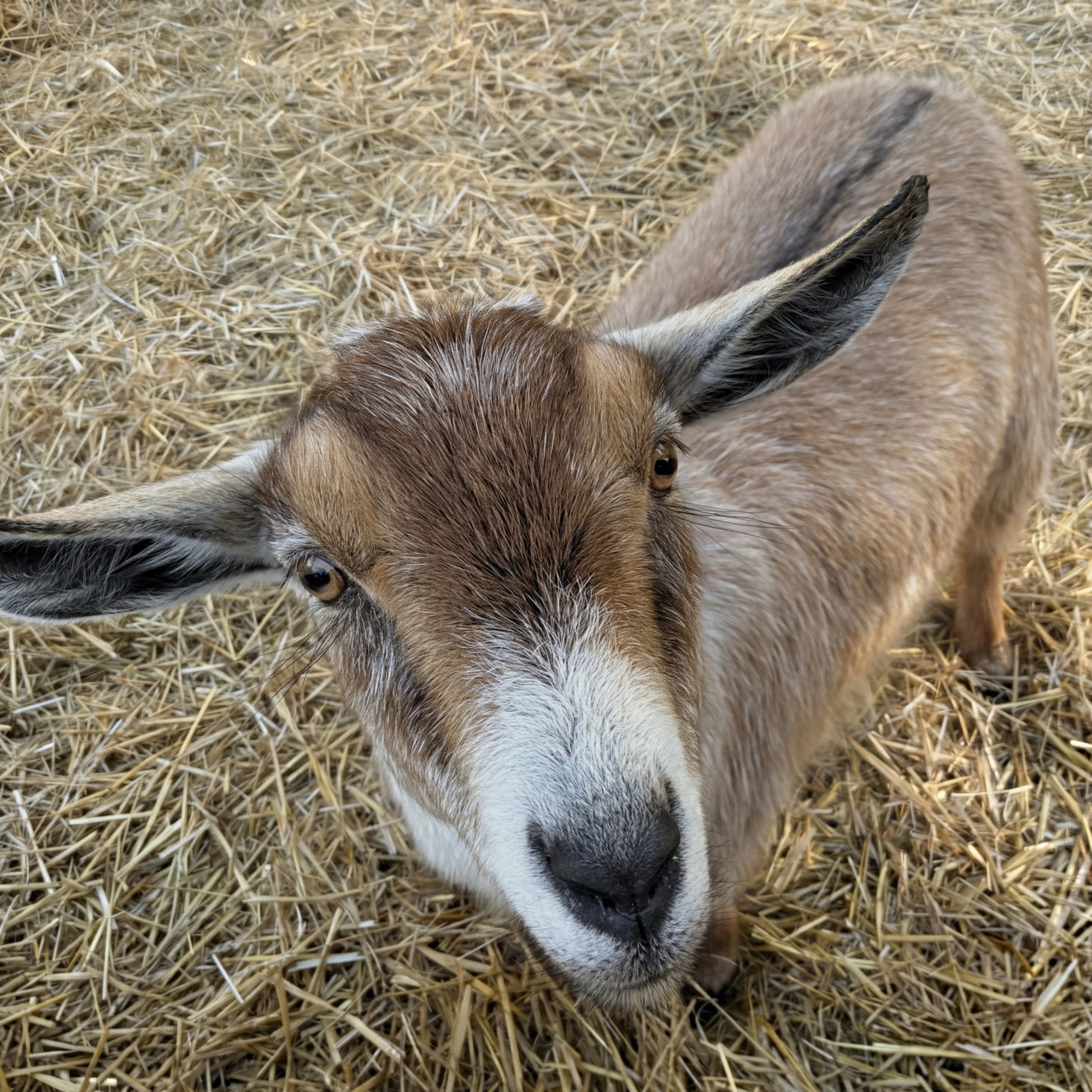 Close-up of a brown and white goat with large ears standing on straw.