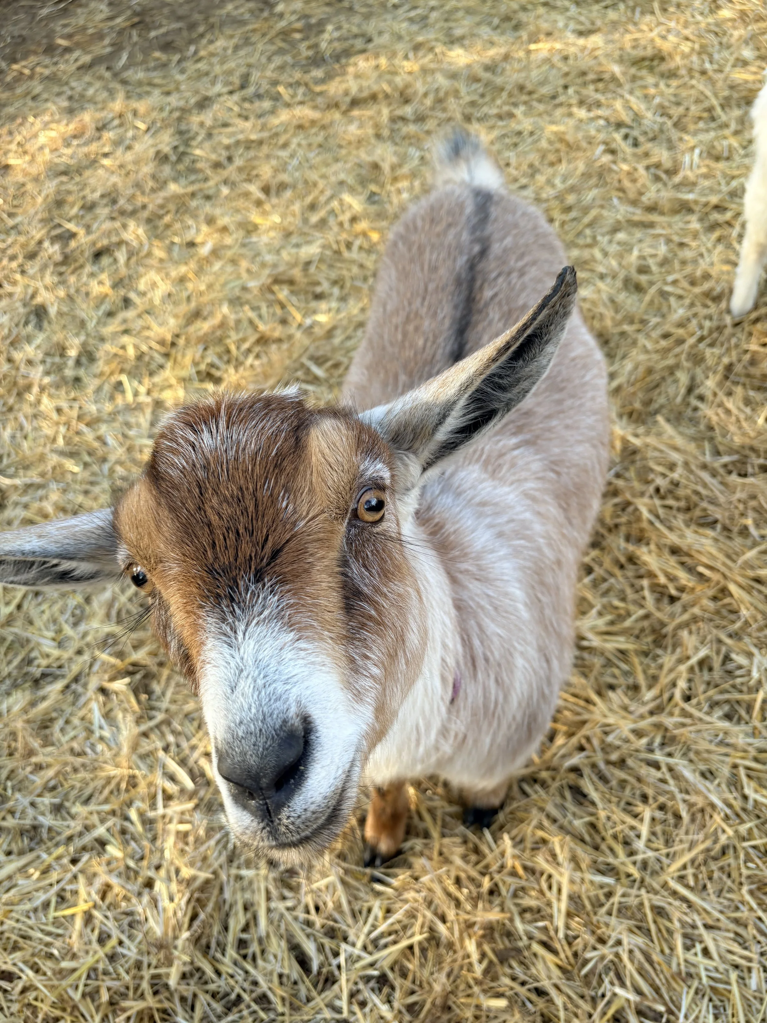 Close-up of a curious goat with brown and white fur, standing on straw, looking at the camera.