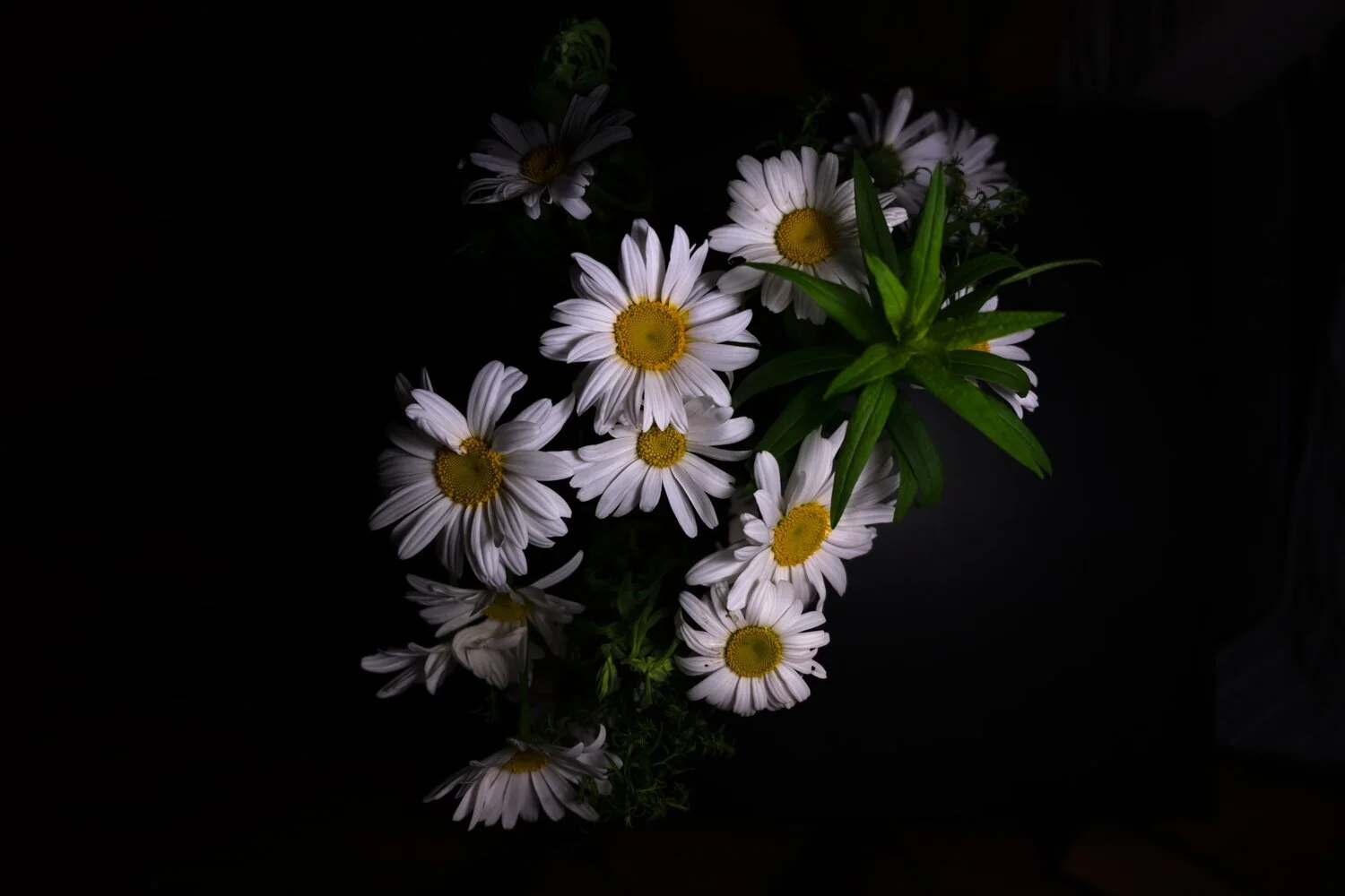 Anxiety and Herbs
